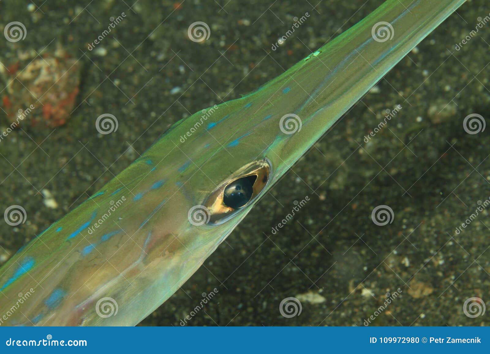 Pescados De Bluespotted Foto de archivo Imagen de