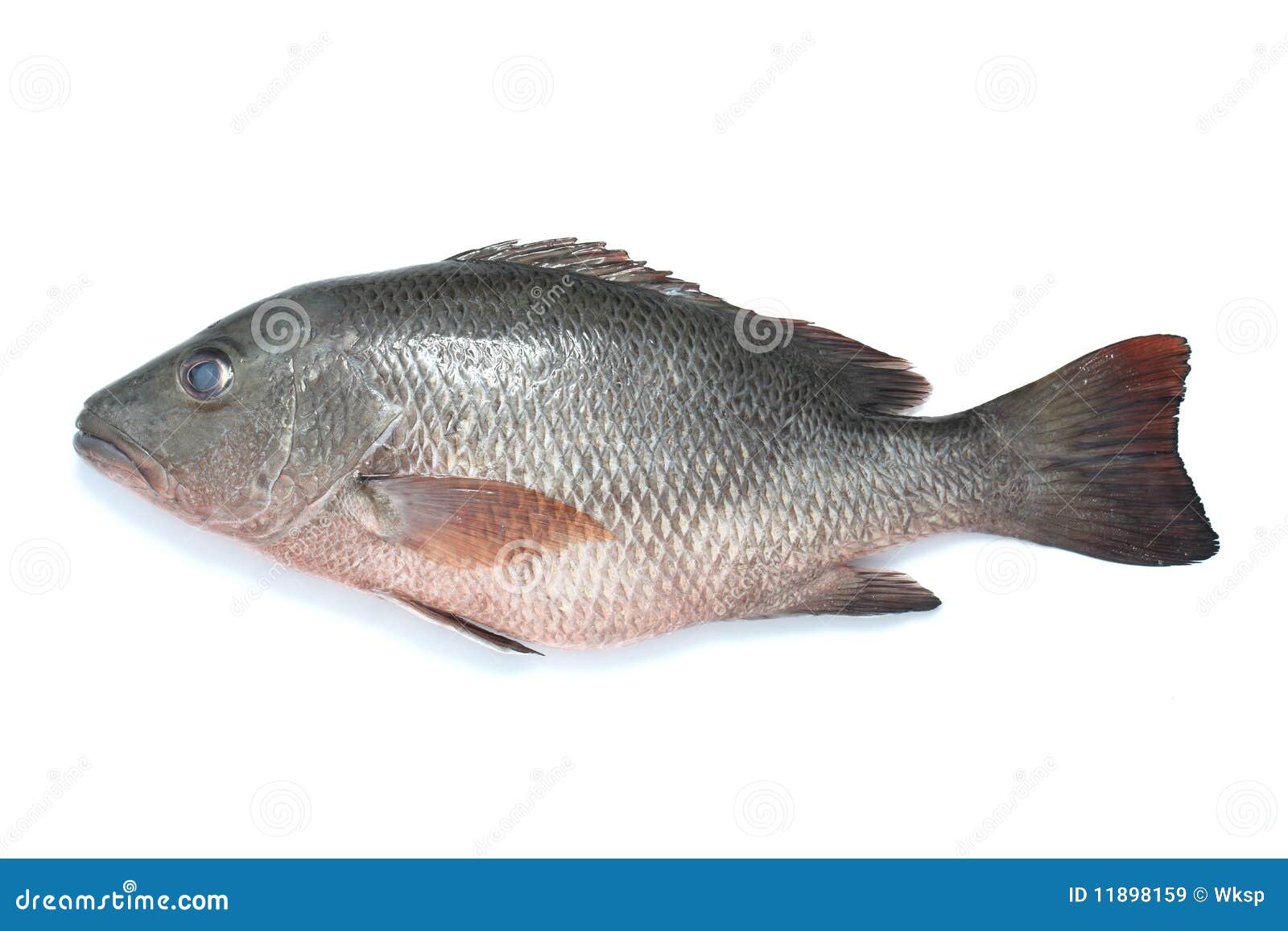 Pescados de la Tilapia imagen de archivo. Imagen de pescados 11898159