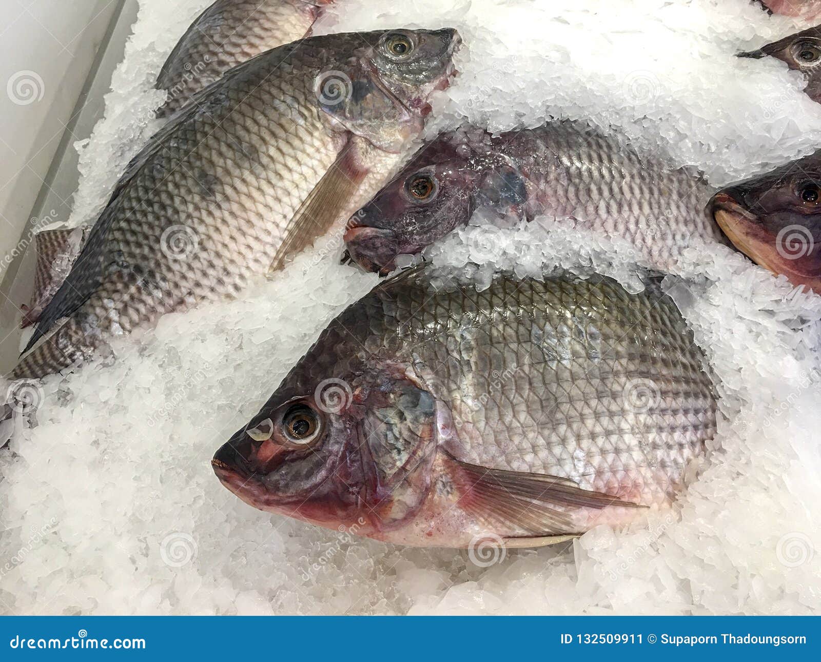 Pescados de la Tilapia imagen de archivo. Imagen de supermercado