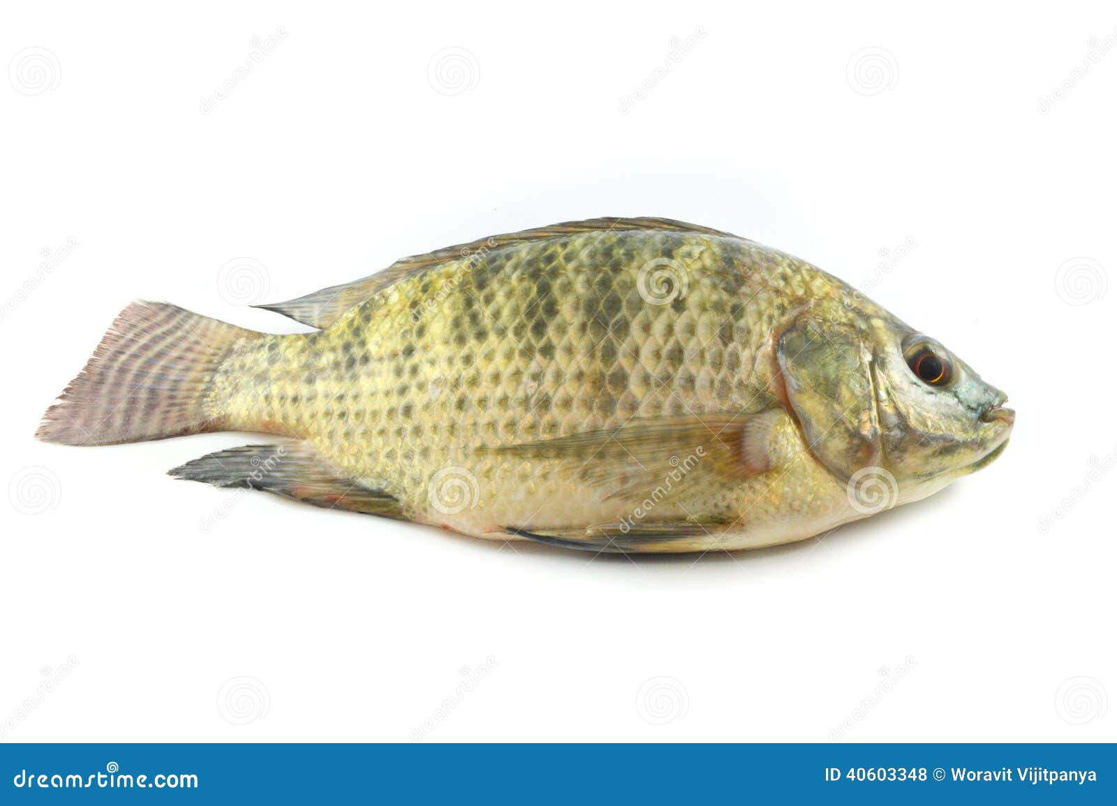 Pescados de la Tilapia foto de archivo. Imagen de mariscos 40603348