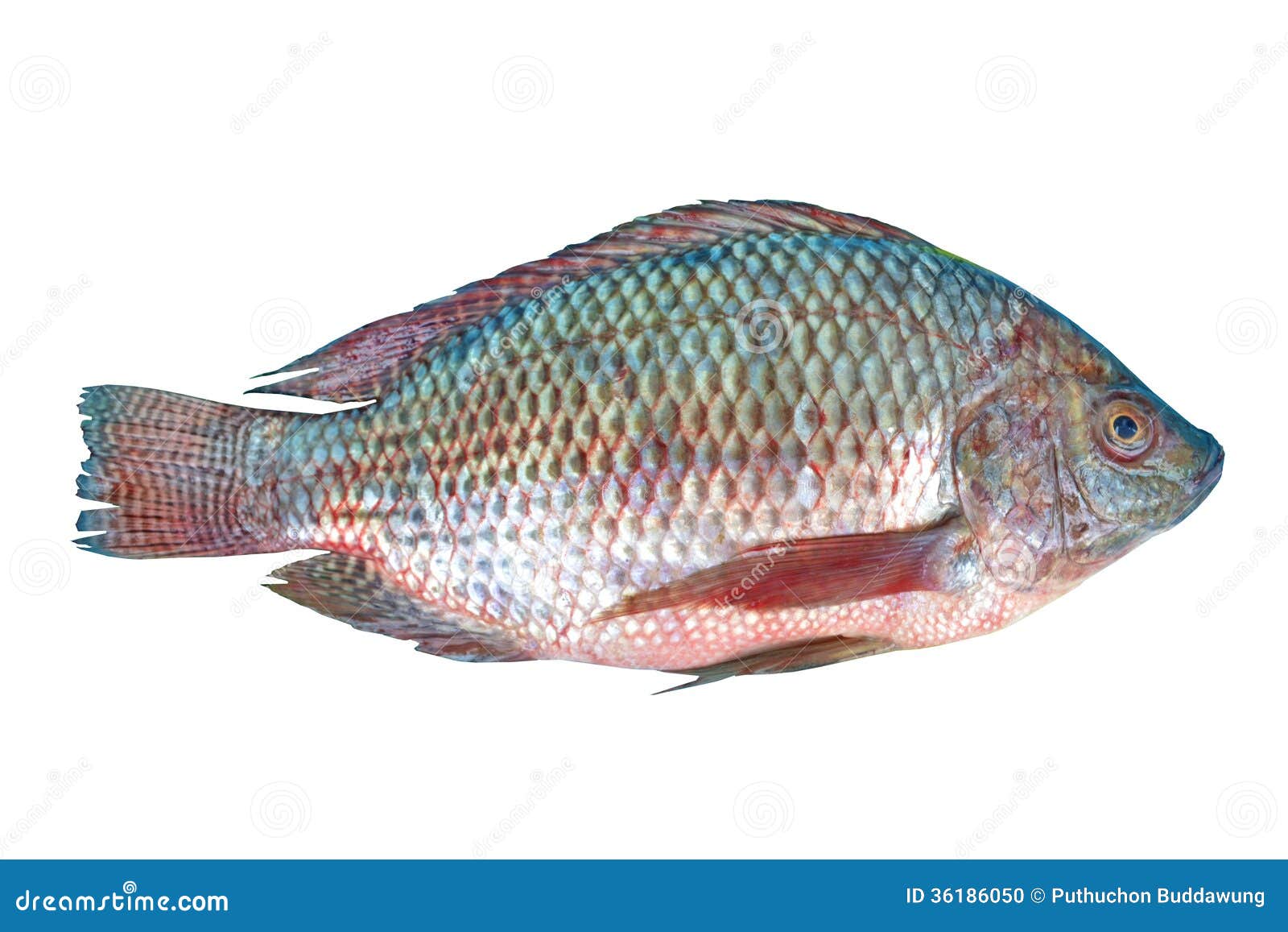 Pescados de Nile Tilapia foto de archivo. Imagen de freshwater 36186050