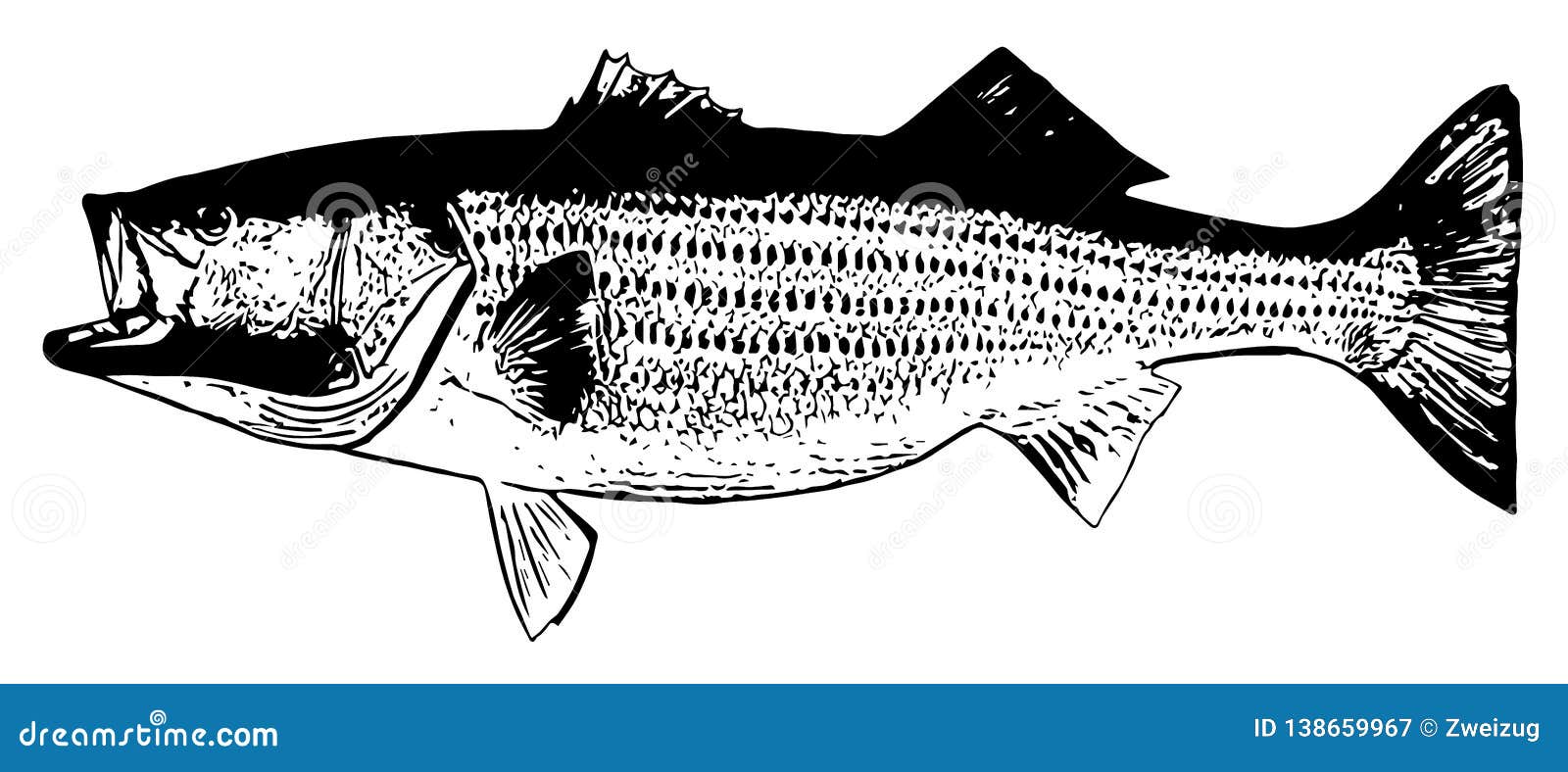 Pescados Del Striper De La Lubina Rayada Que Pescan En El Fondo