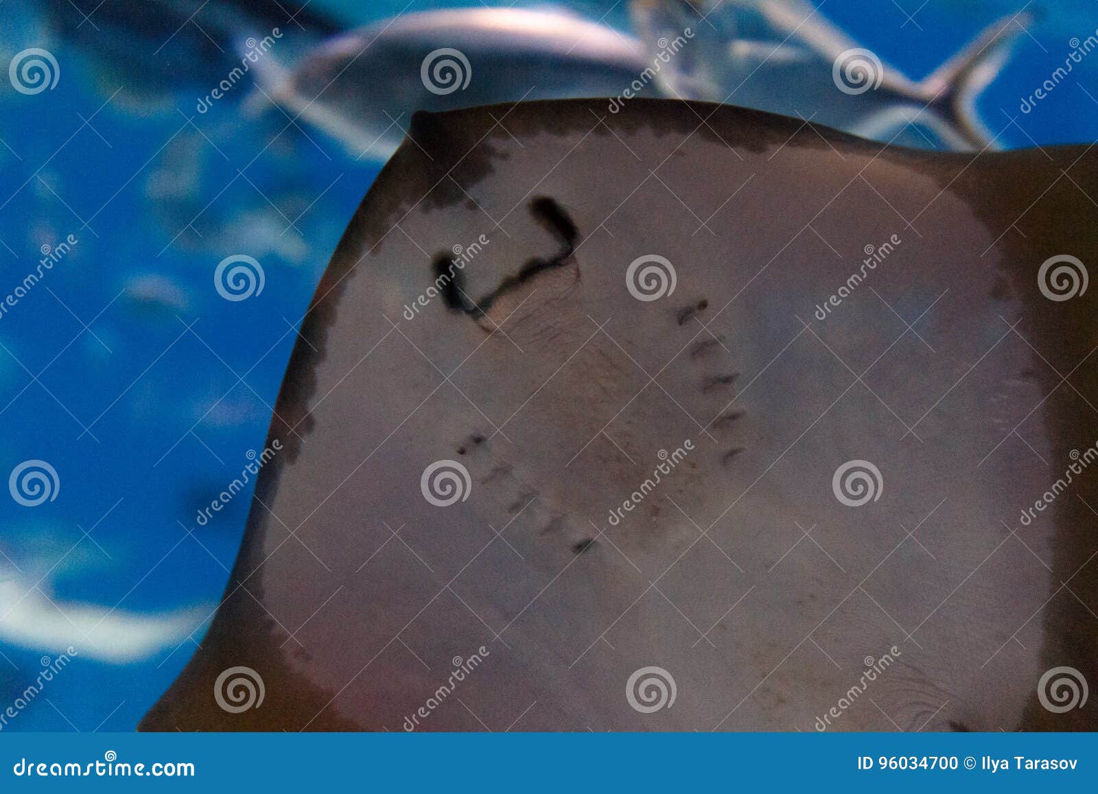 Pescados en el acuario. Pastinaca y vida marina del mar Un acuario marino con los pescados y los corales Vida marina