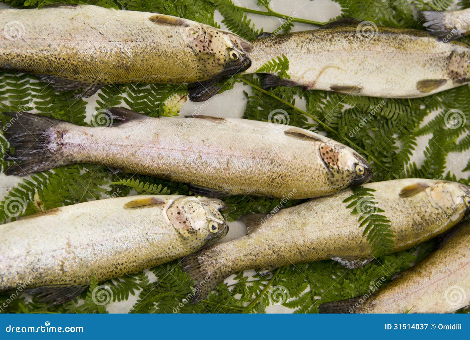 Pesce al mercato immagine stock. Immagine