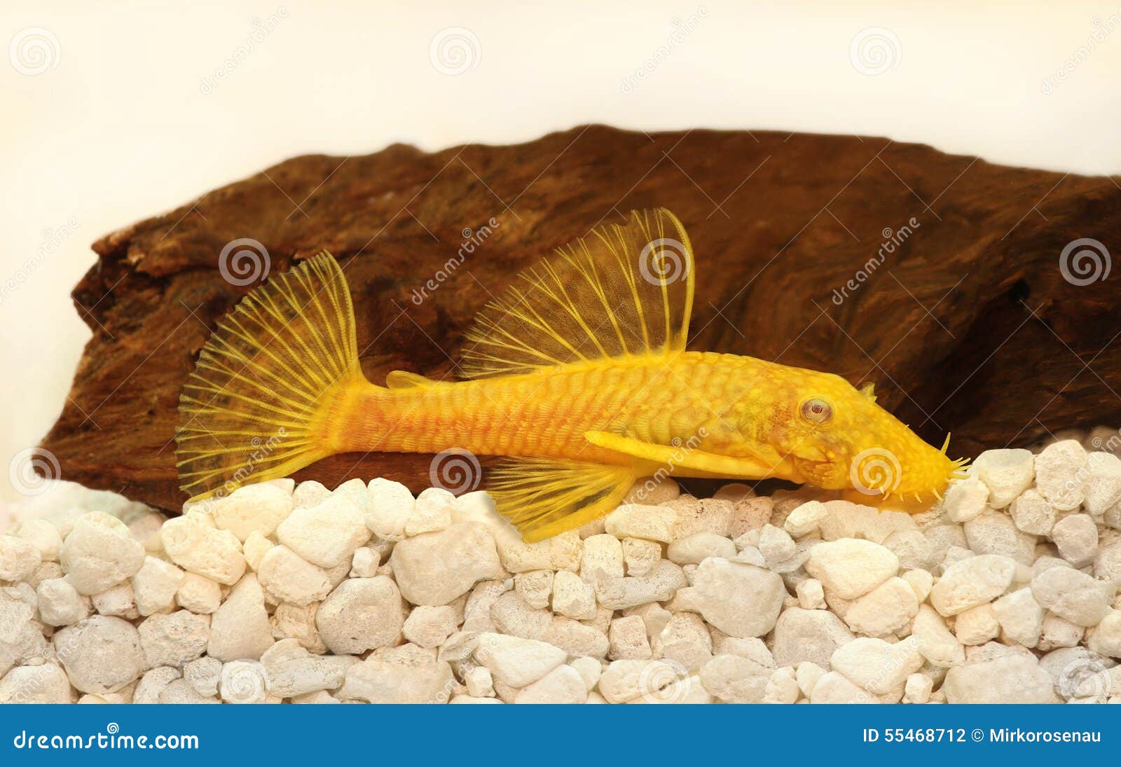 pesce-d-acqua-dolce-dell-acquario-di-ancistrus-di-pleco-del-pesce-gatto-del-setola-naso-maschio-dorato-dell-albino-55468712