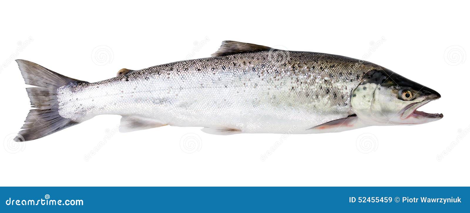 Salmone Norvegese Affumicato - Fiore Per Ristorazione: Autentico Sapore Di Mare - Foto 7