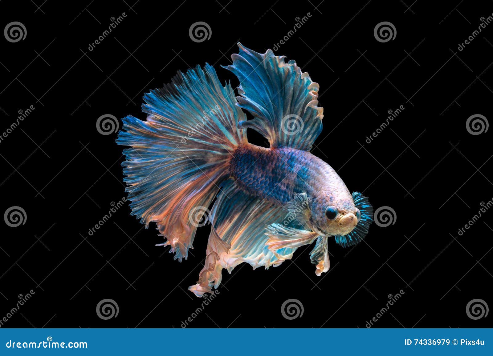 Amaca Per Pesce Betta - 4 Pezzi A Forma Di Foglia Per Riposo - Foto 9