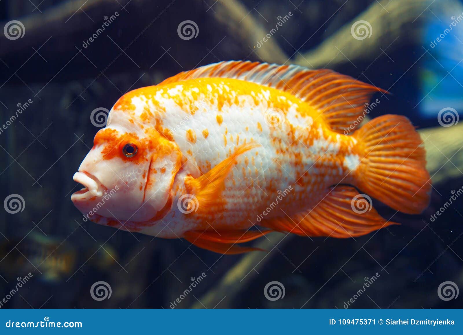 pesce dorato e bianco acqua profonda blu scuro di mare arancio sul fondale marino rosso magico