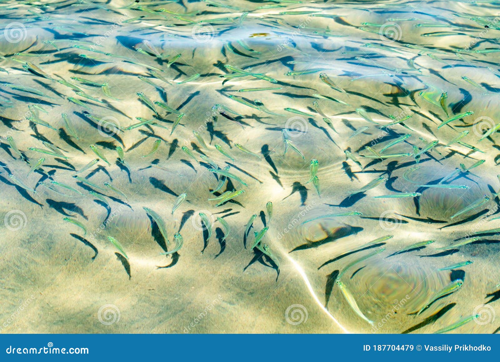 Pesce Piccolo Mare Trasparente Immagine Stock - Immagine di radura,  animale: 187704479