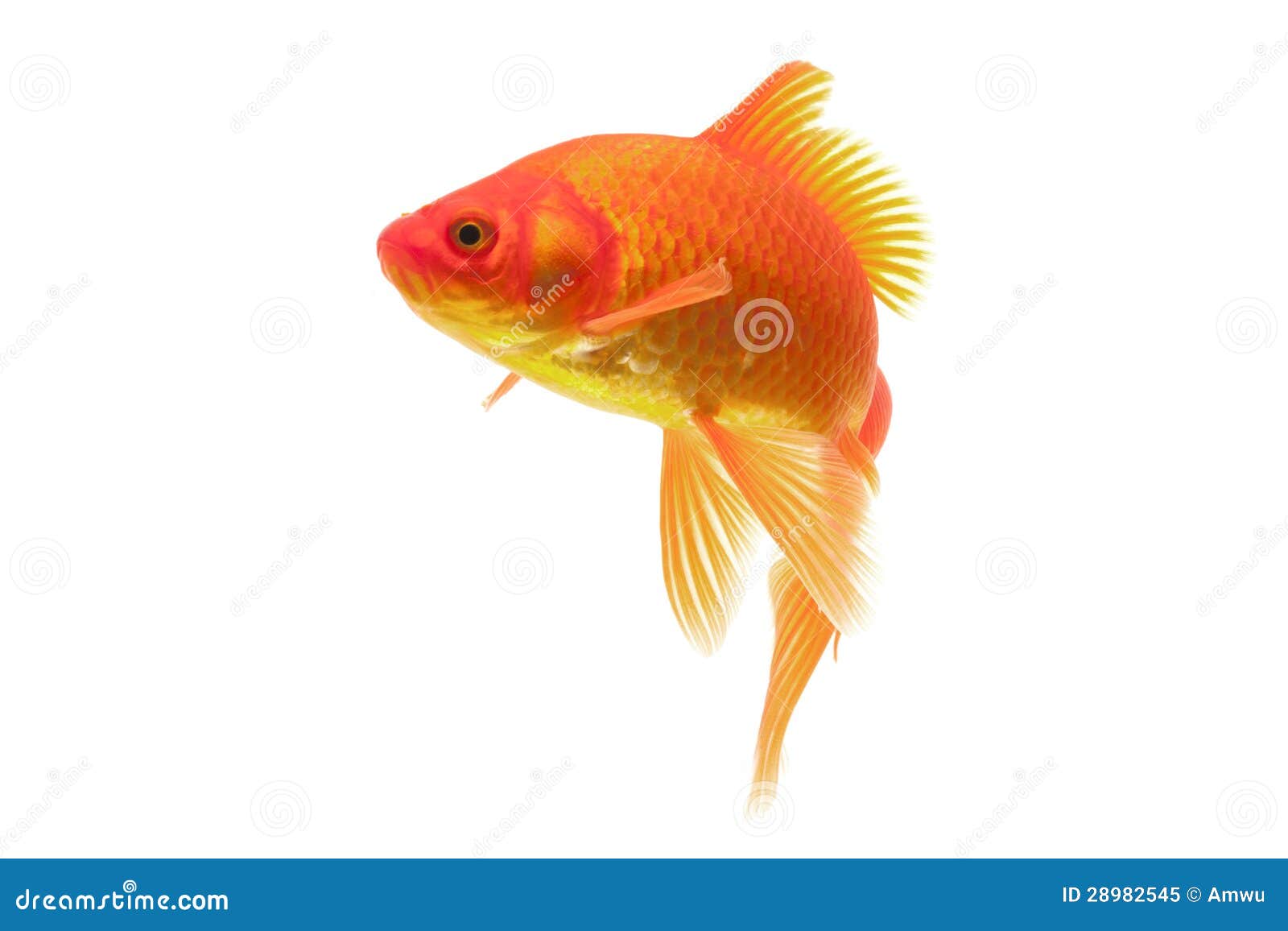 Pesce rosso rosso immagine stock. Immagine di swimming 28982545