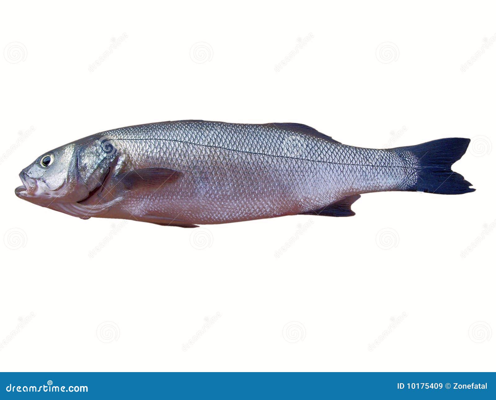 Pesci del branzino. Un pesce del branzino isolato su bianco