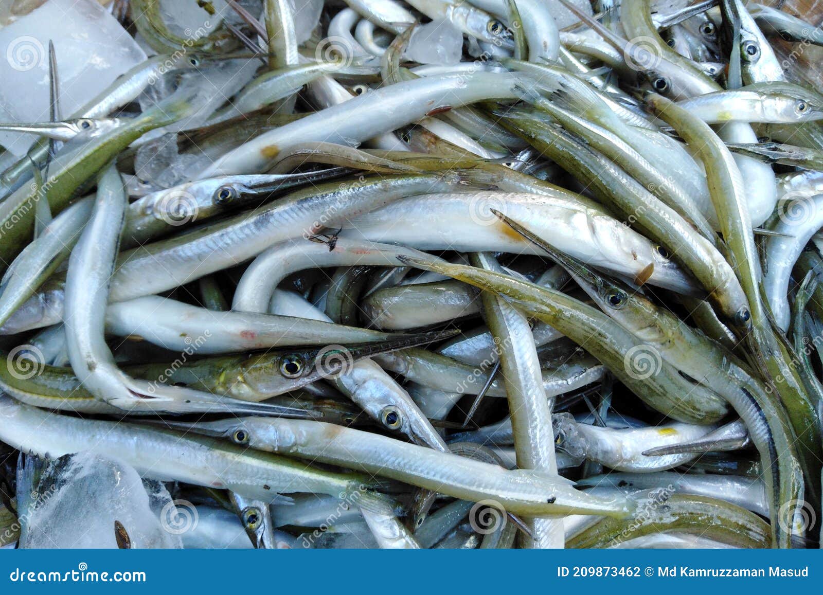 Pesci Piccoli Nel Fiume NBSP: Molti Pesci Crudi Fotografia Stock - Immagine  di salute, pesci: 209873462