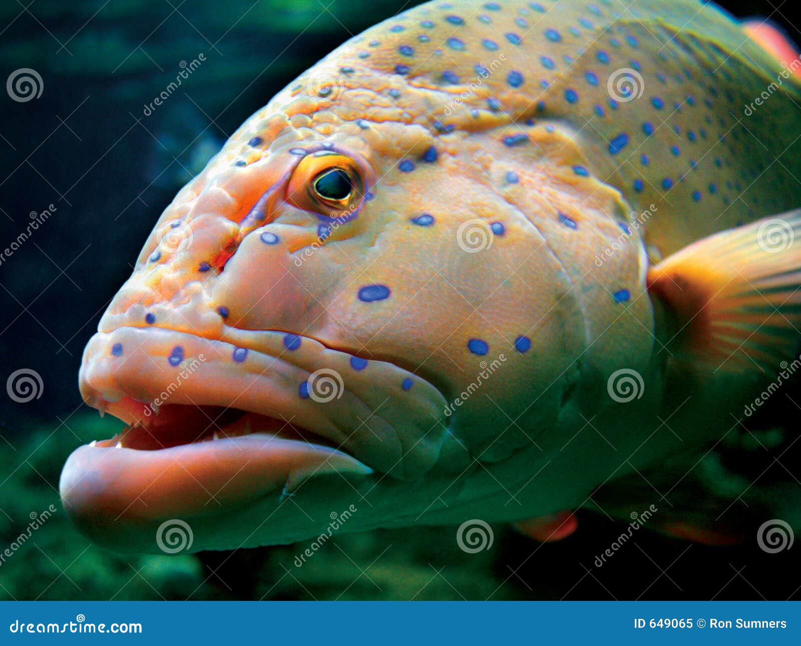 Lampada UV Per Acquario 22W - Sterilizzatore Impermeabile IPX68 Con Timer, Per Filtri Stagno E Piscina - Foto 11