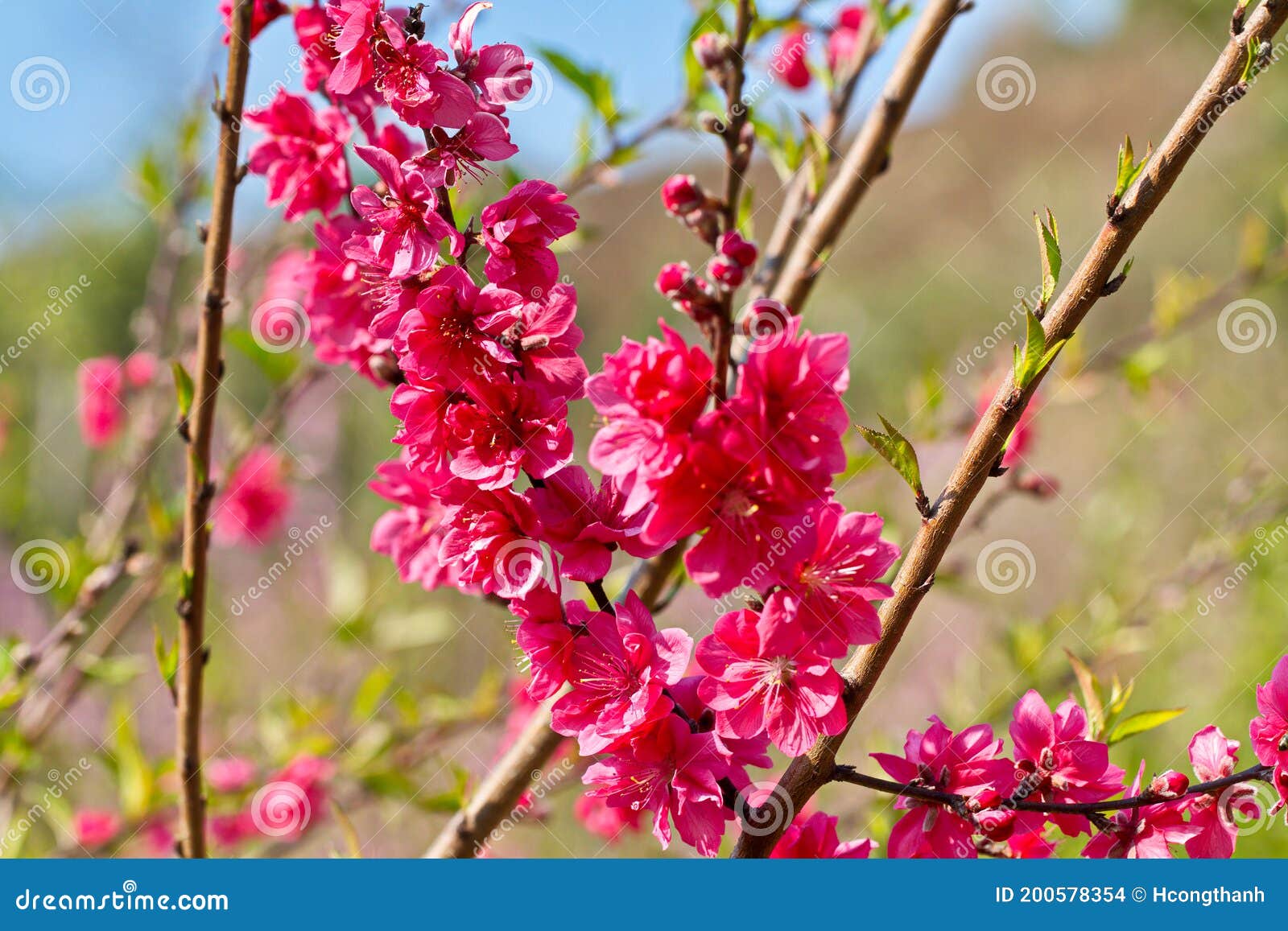 Pessegueiro Natural Floresce Na Colina Foto de Stock - Imagem de parque,  ensolarado: 200578354