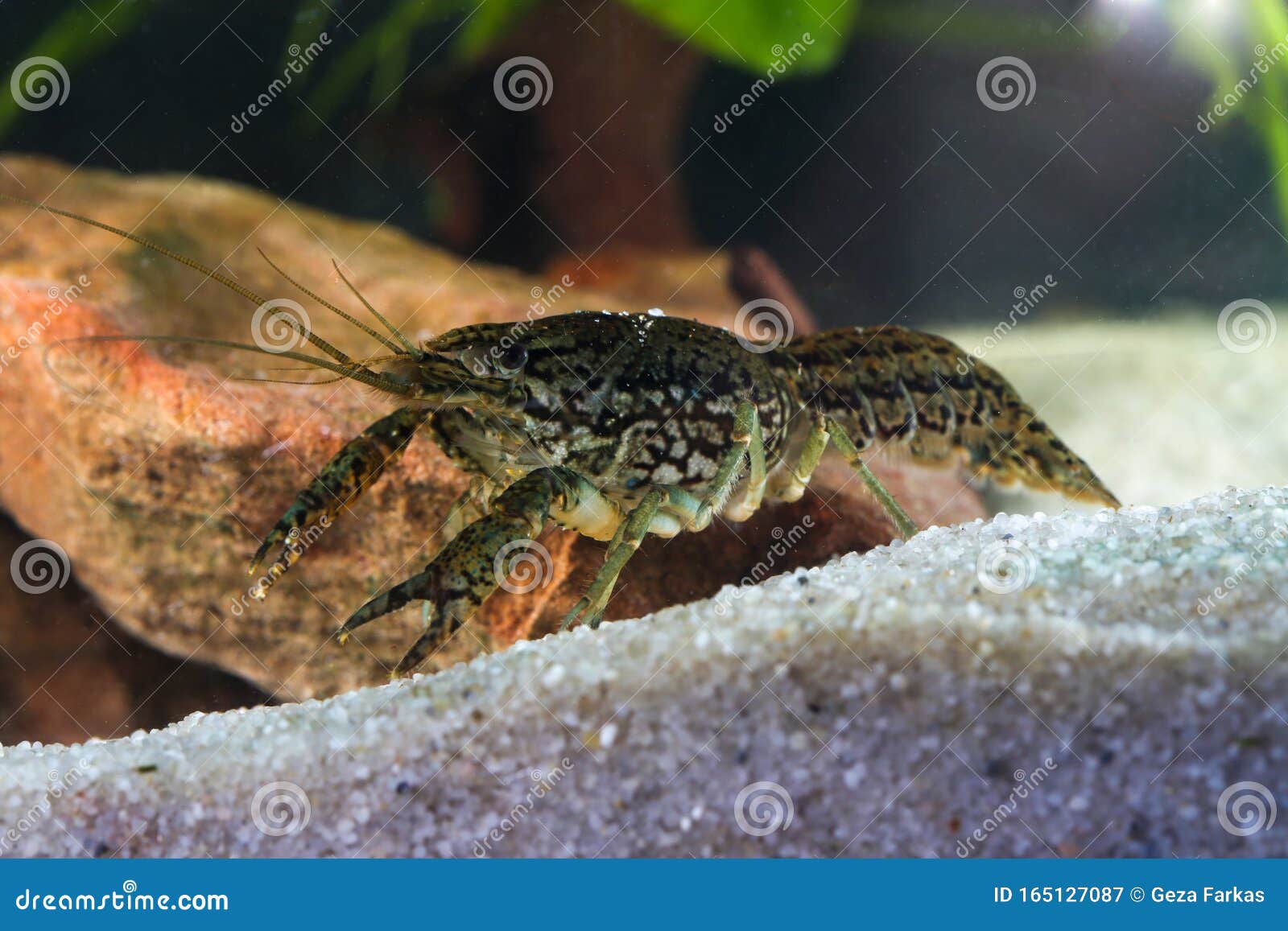 pest marbled crayfish, procambarus fallax forma virginalis in the pond