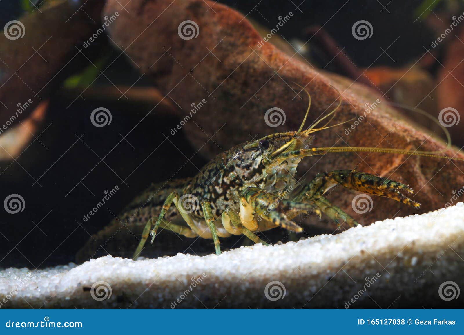 pest marbled crayfish,  procambarus fallax forma virginalis
