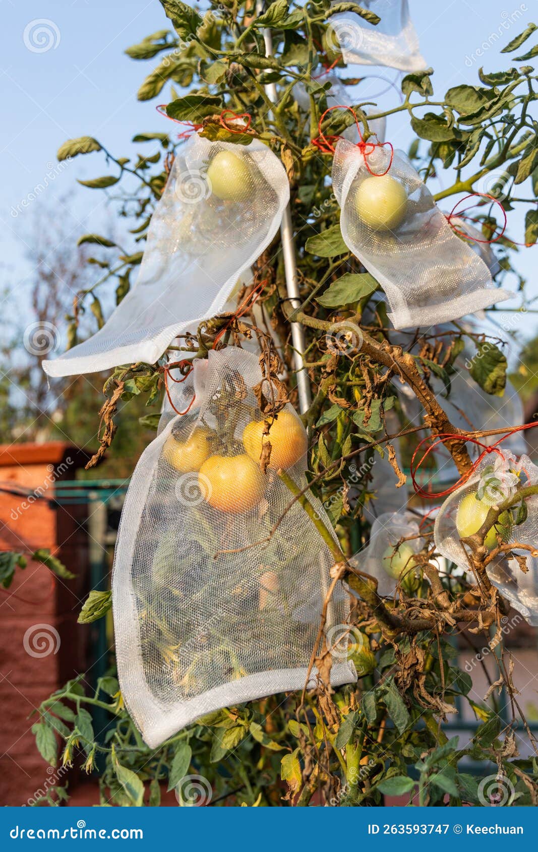 Pest Protective Net Bag Protect Pest from Harming Tomatoes Stock Image