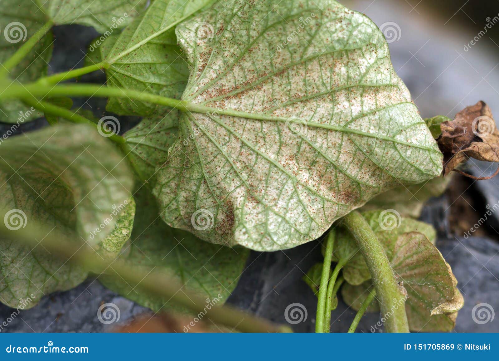 pest spider mile attack sweet potato leaf