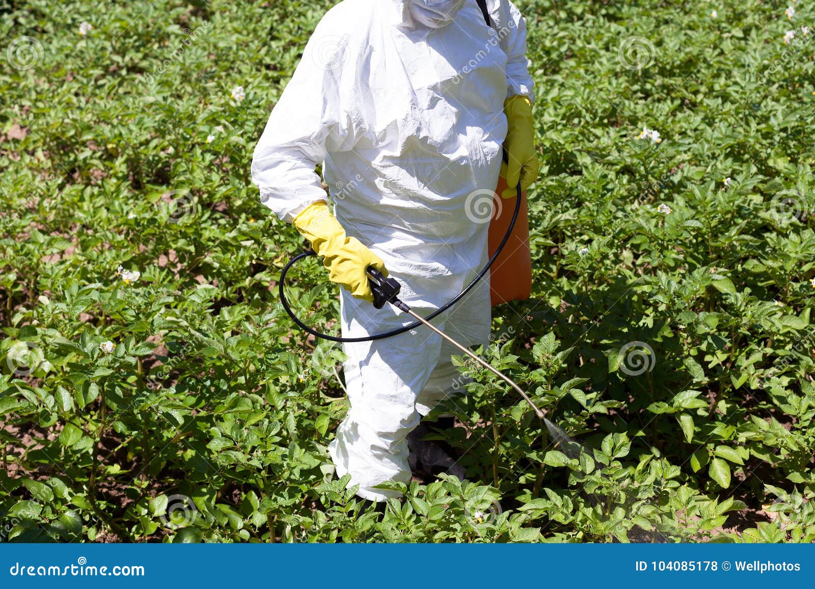 Pesticide Spraying Non Organic Vegetables Stock Photo Image Of