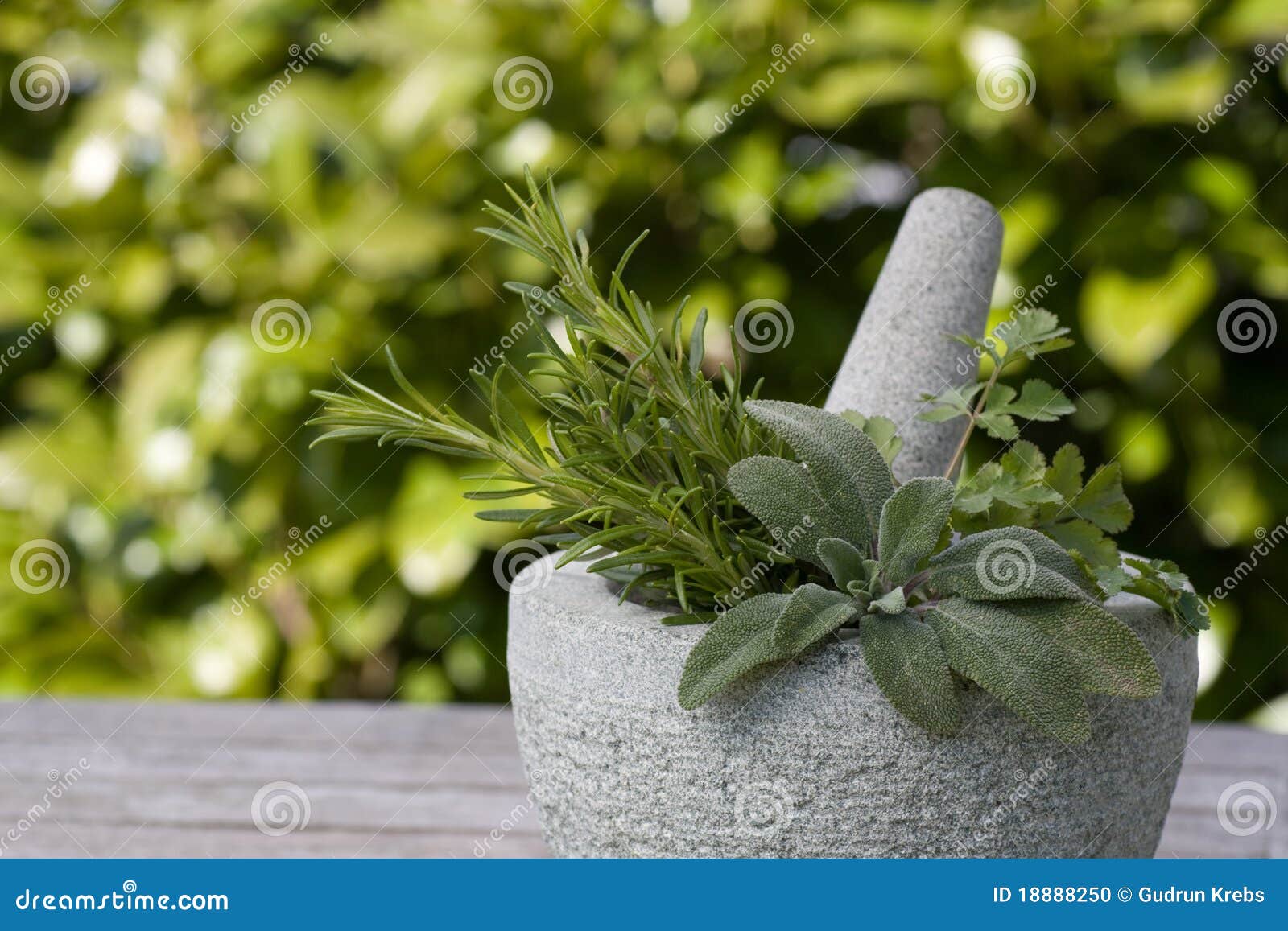 Pestle and Mortar with Rosemary Stock Photo Image of coriander, close