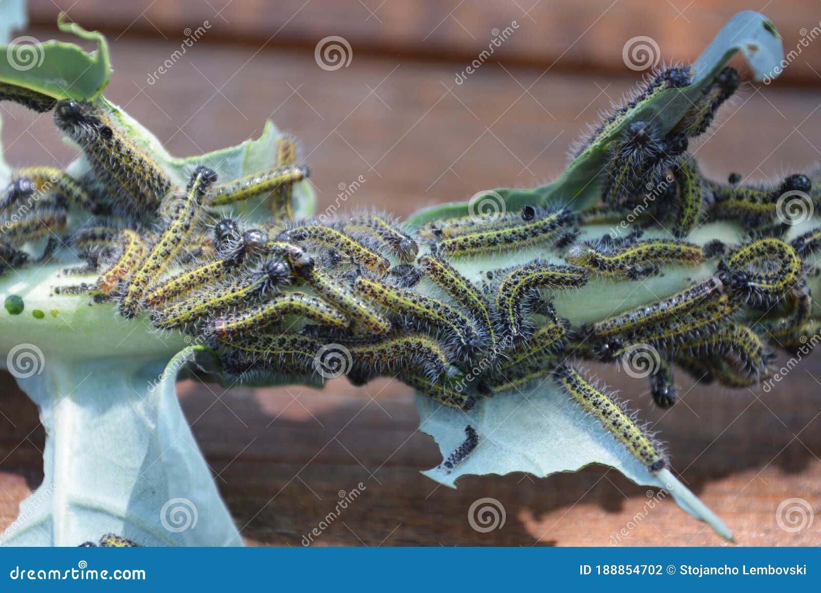Pests on a Broccoli leaf stock photo. Image of broccoli 188854702