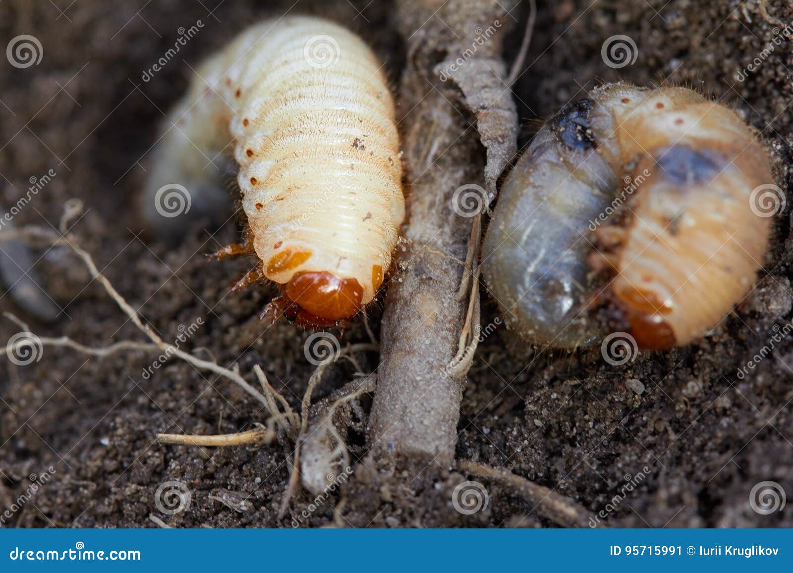 Картинки по запросу disgusting larvae