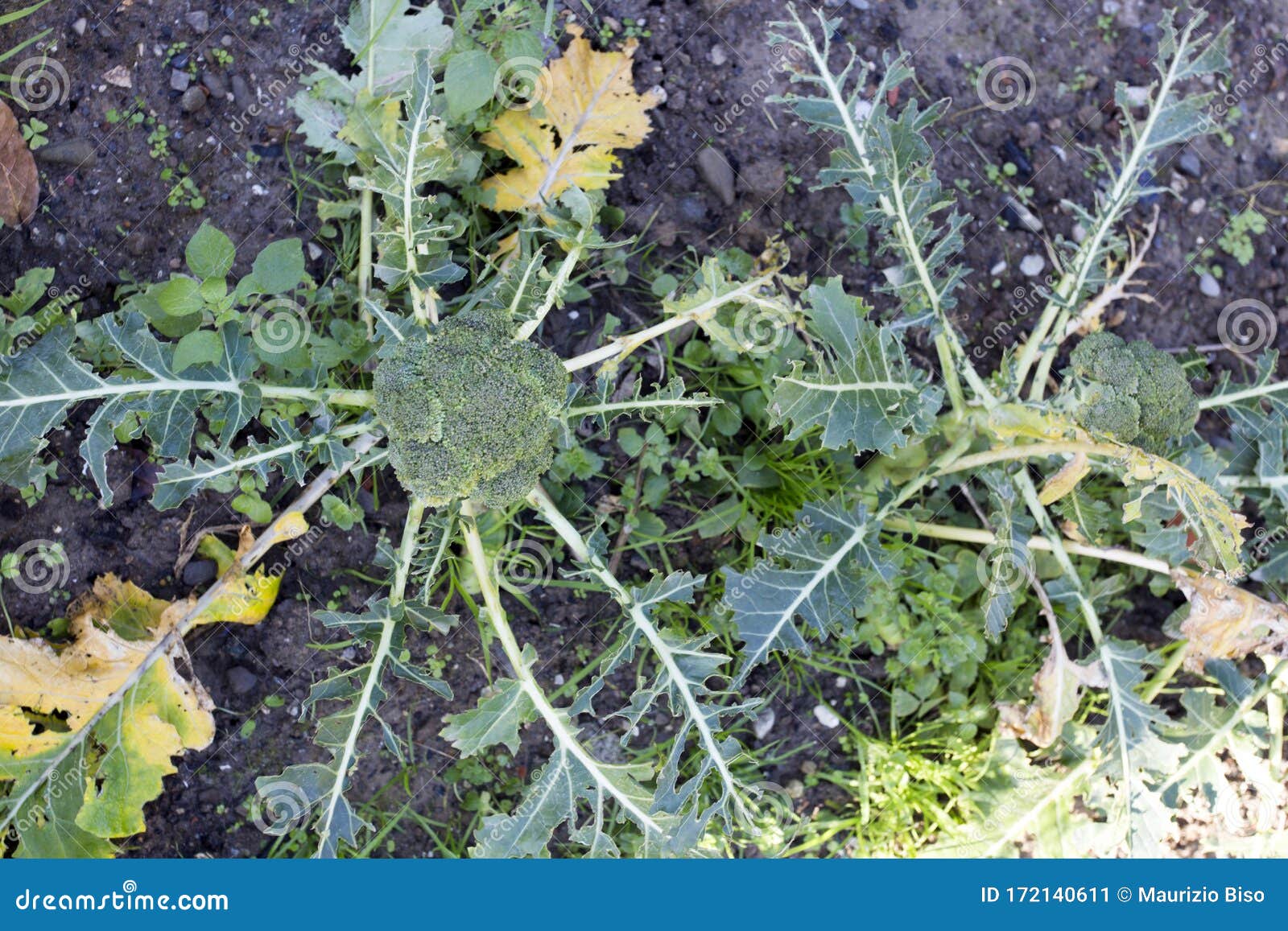 Pests in Garden, Broccoli with Broken Leaves Stock Image Image of