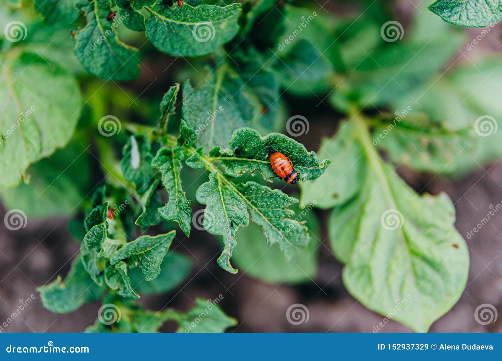 Pests In The Garden The Larva Of The Colorado Potato Beetle Eats