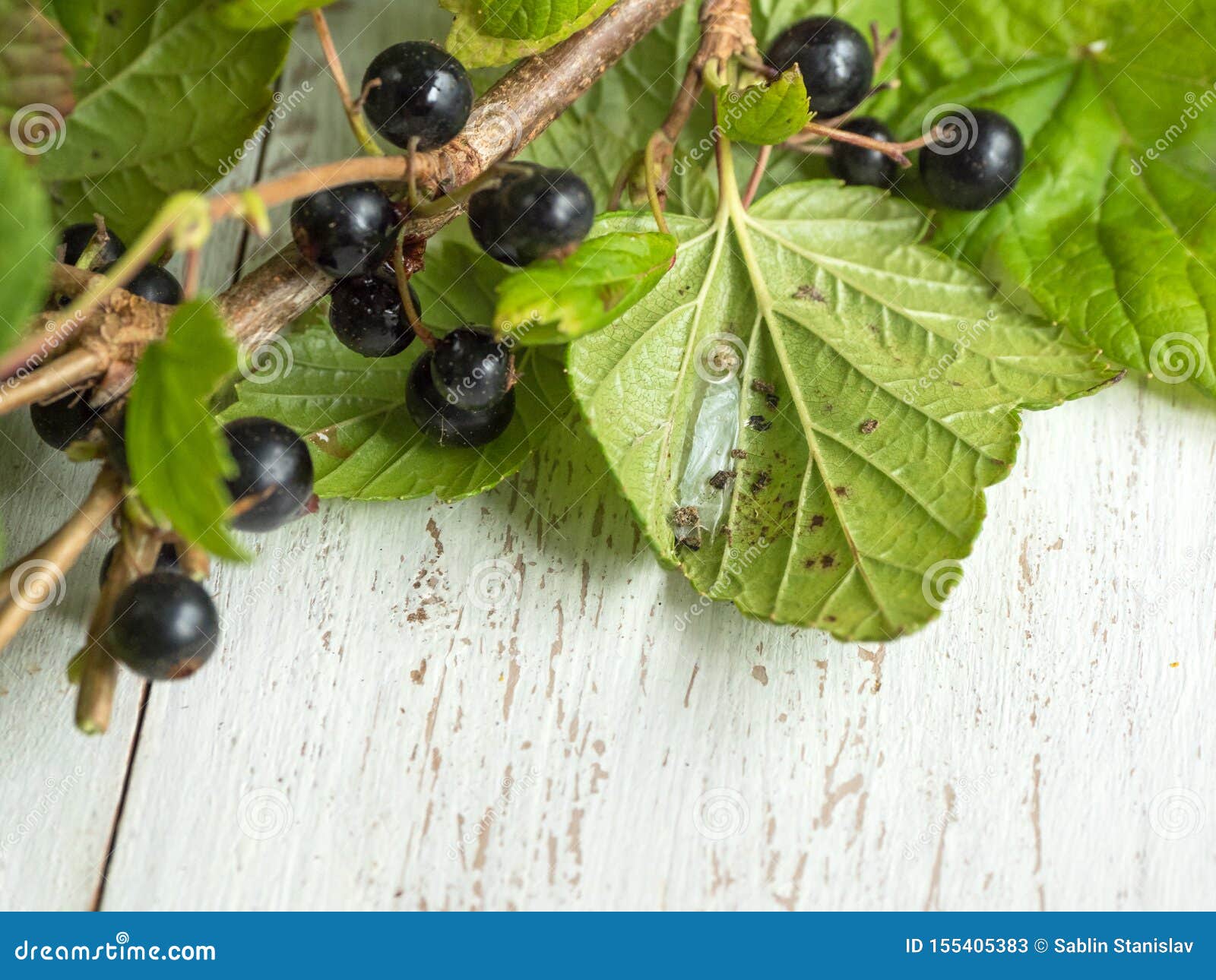 Pests On The Leaves Of Currant Stock Image Image Of Garden