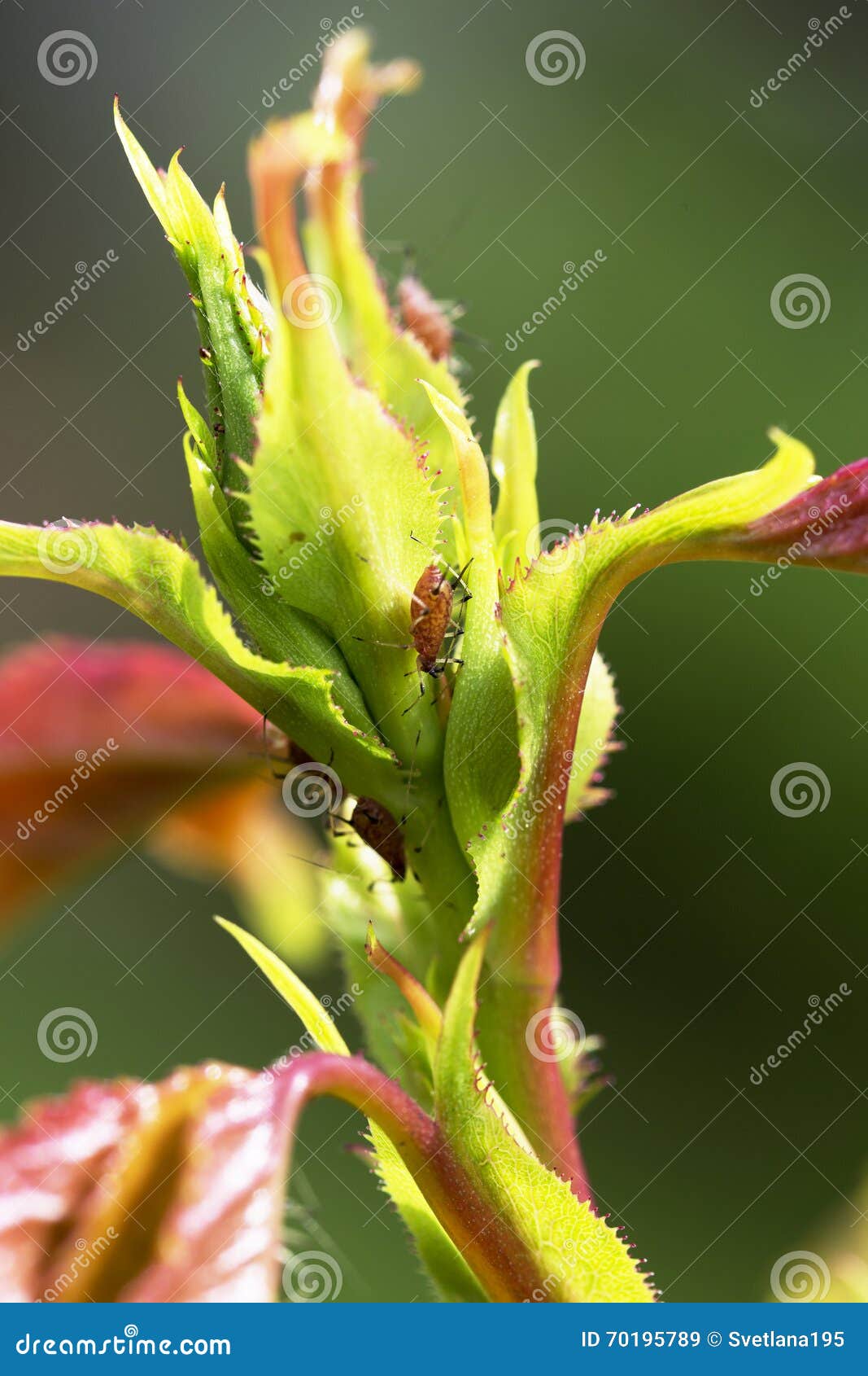 Pests, Plants Diseases. Aphid Closeup on Rose Bud. Stock Image Image