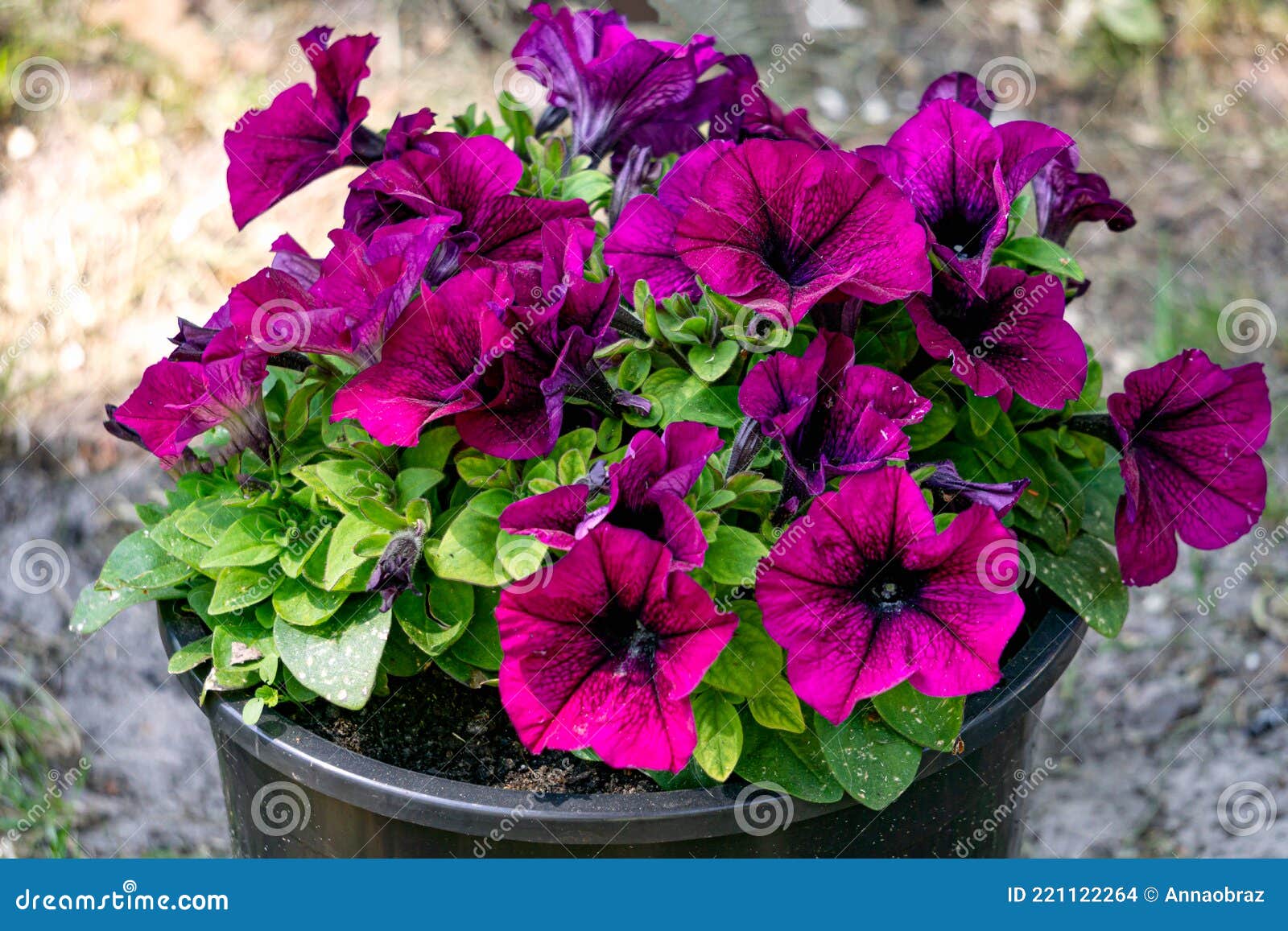 Petúnia Roxa Escura Begônia Num Vaso De Flores. Foto de Stock - Imagem de  flores, isolado: 221122264