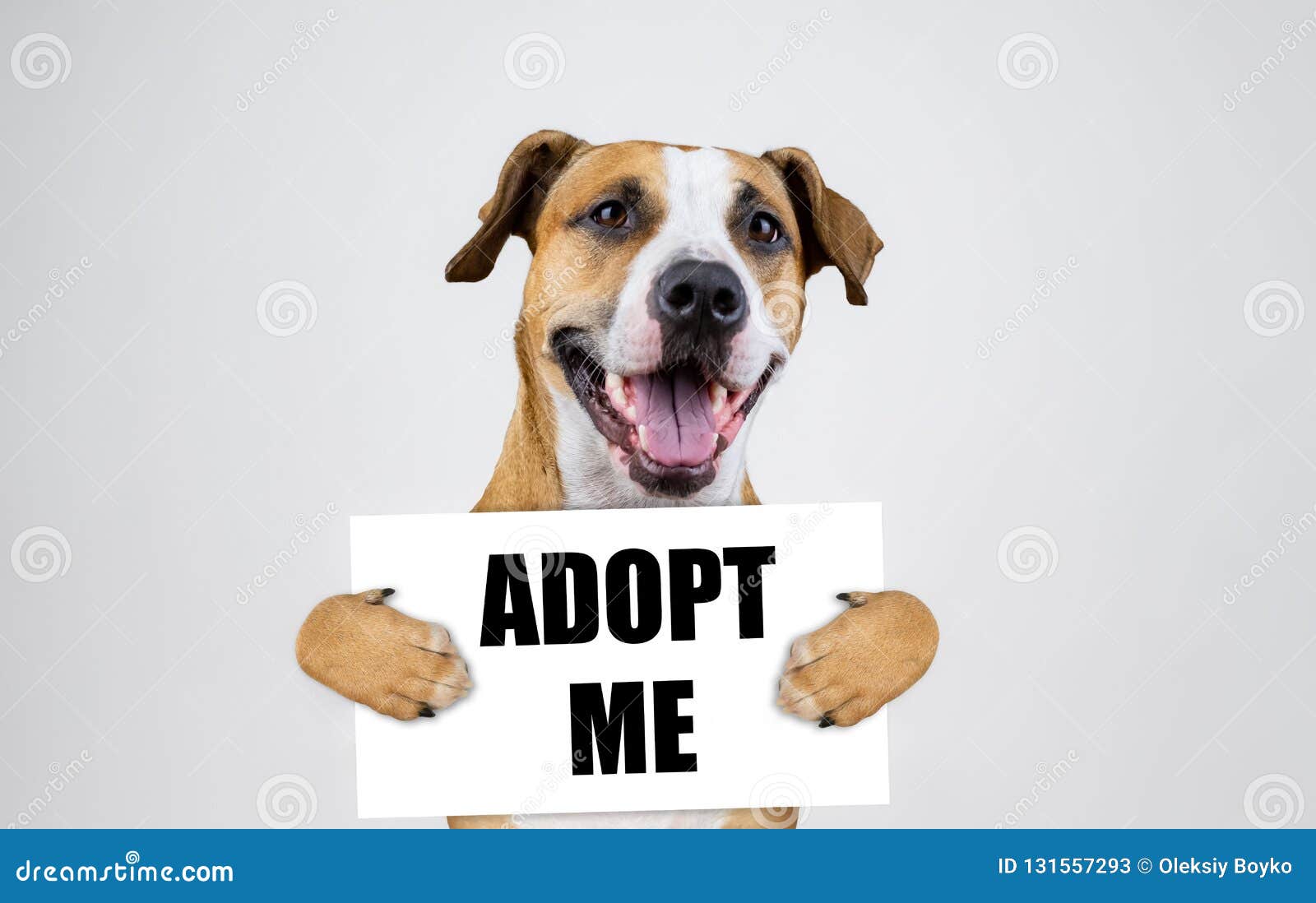 pet adoption concept with staffordshire terrier dog. funny pitbull terrier holds