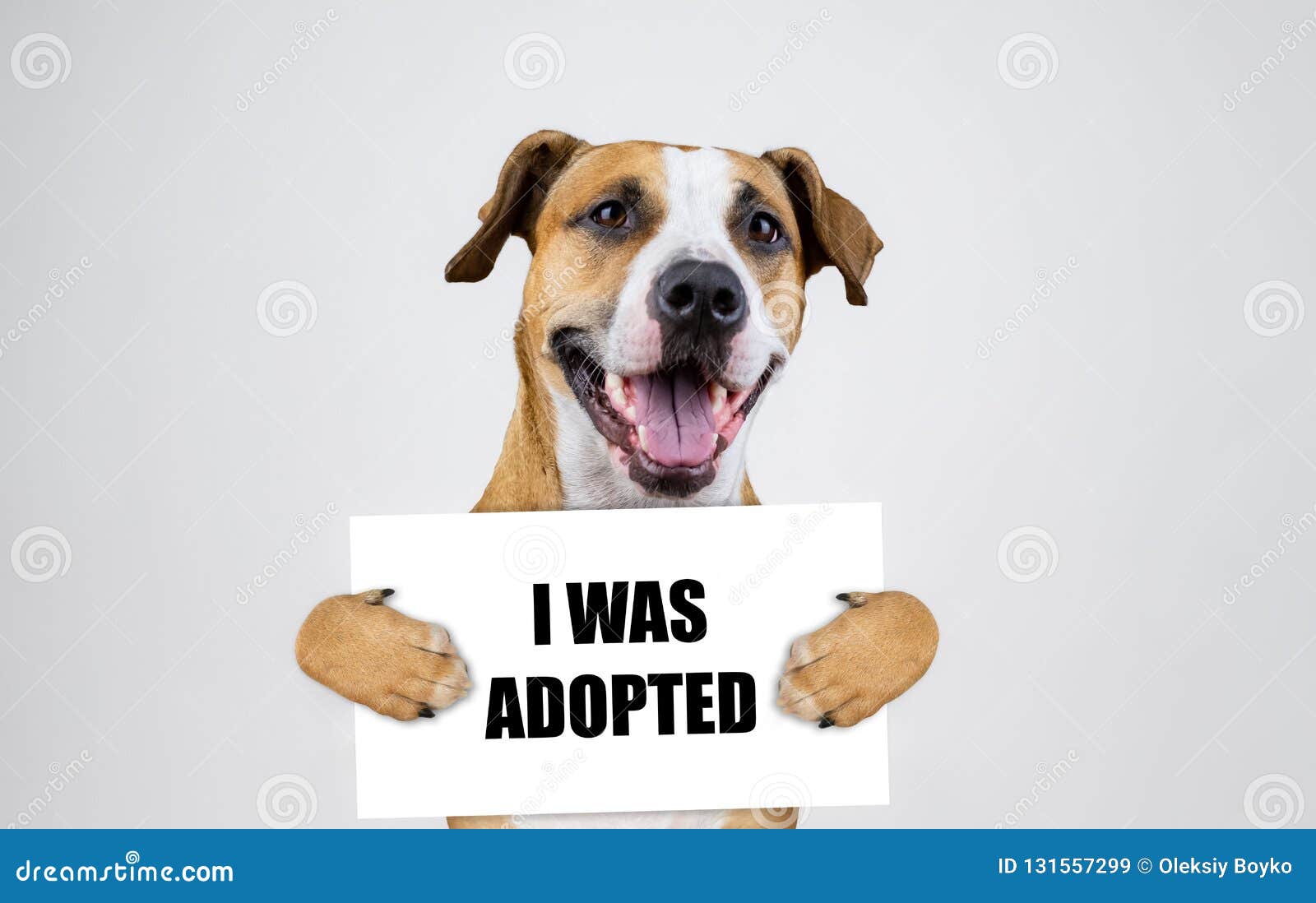 pet adoption concept with staffordshire terrier dog. funny pitbull terrier holds