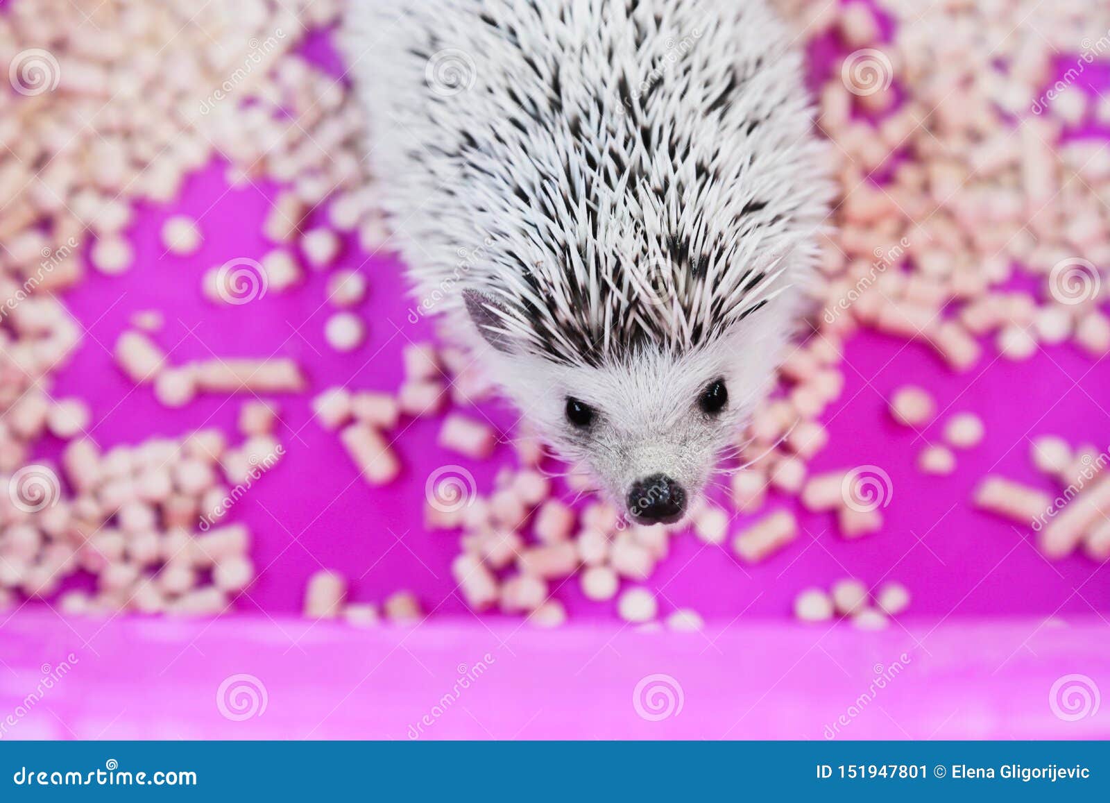 Pet African Pygmy Hedgehog In Box With Wood Granules Care Of A Hedgehog Stock Image Image Of Needle Atelerix 151947801,Fried Chicken Recipe Kfc