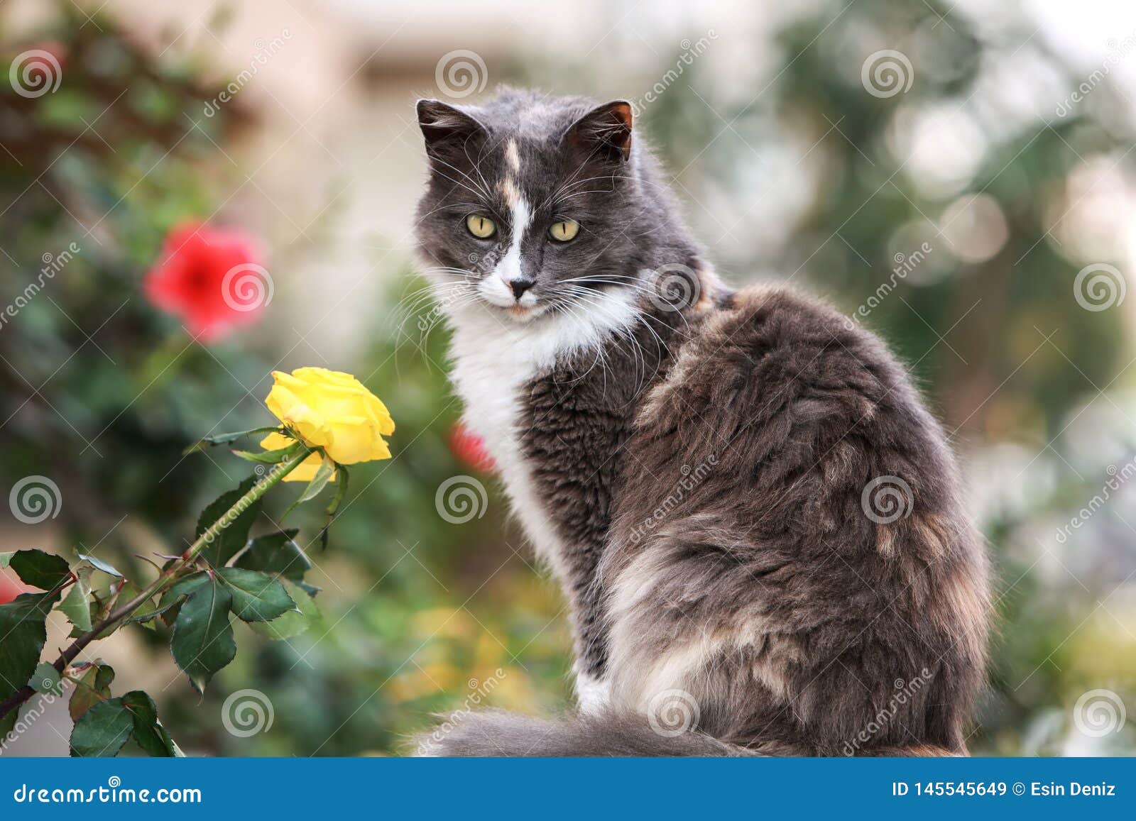 Cute Cat Flowers Stock Photos - Download 9,265 Royalty Free Photos