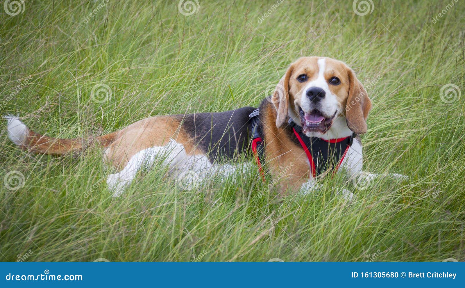 harness for beagle puppy