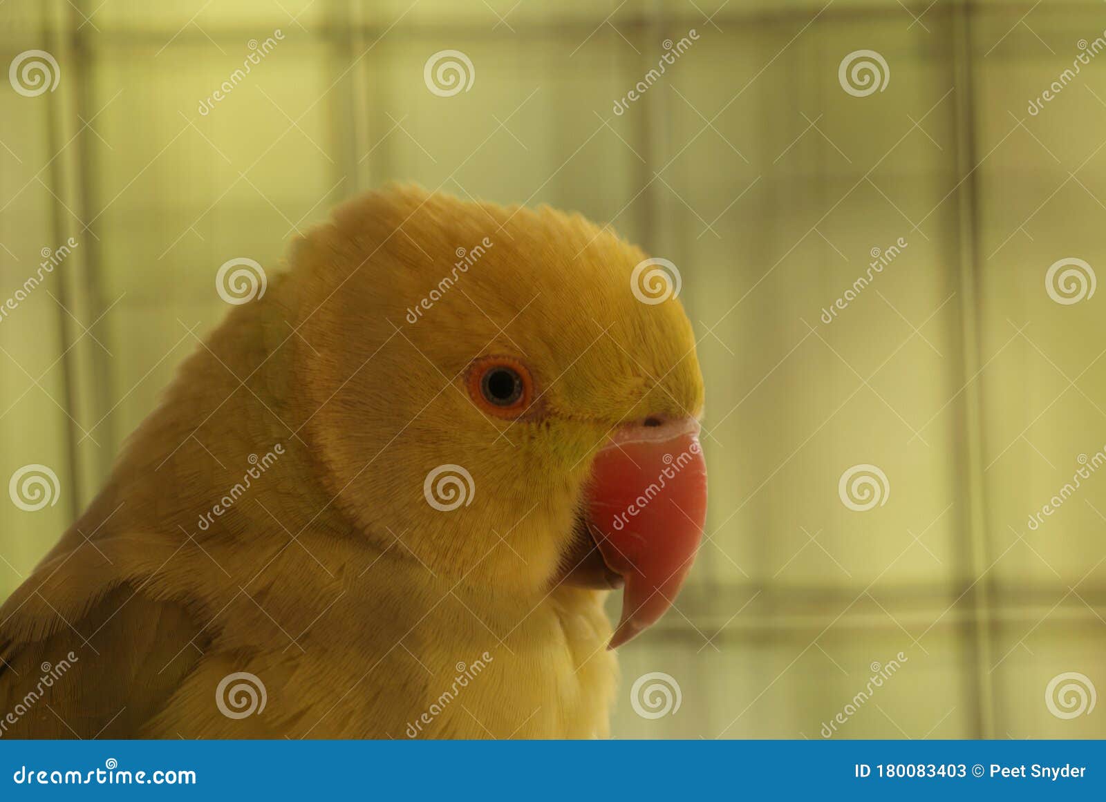 Pet bird in a cage stock image. Image of wing, budgie 180083403