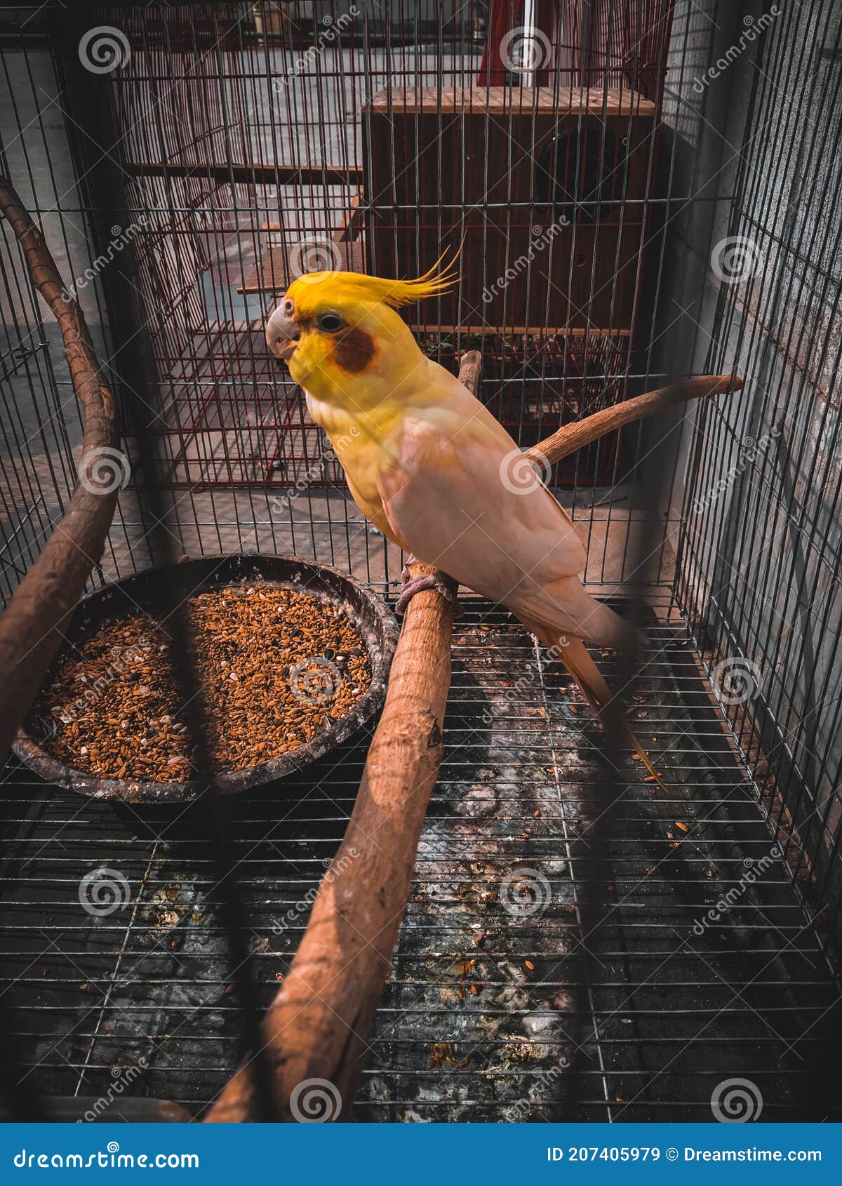 Pet bird sitting in a cage stock image. Image of sitting 207405979
