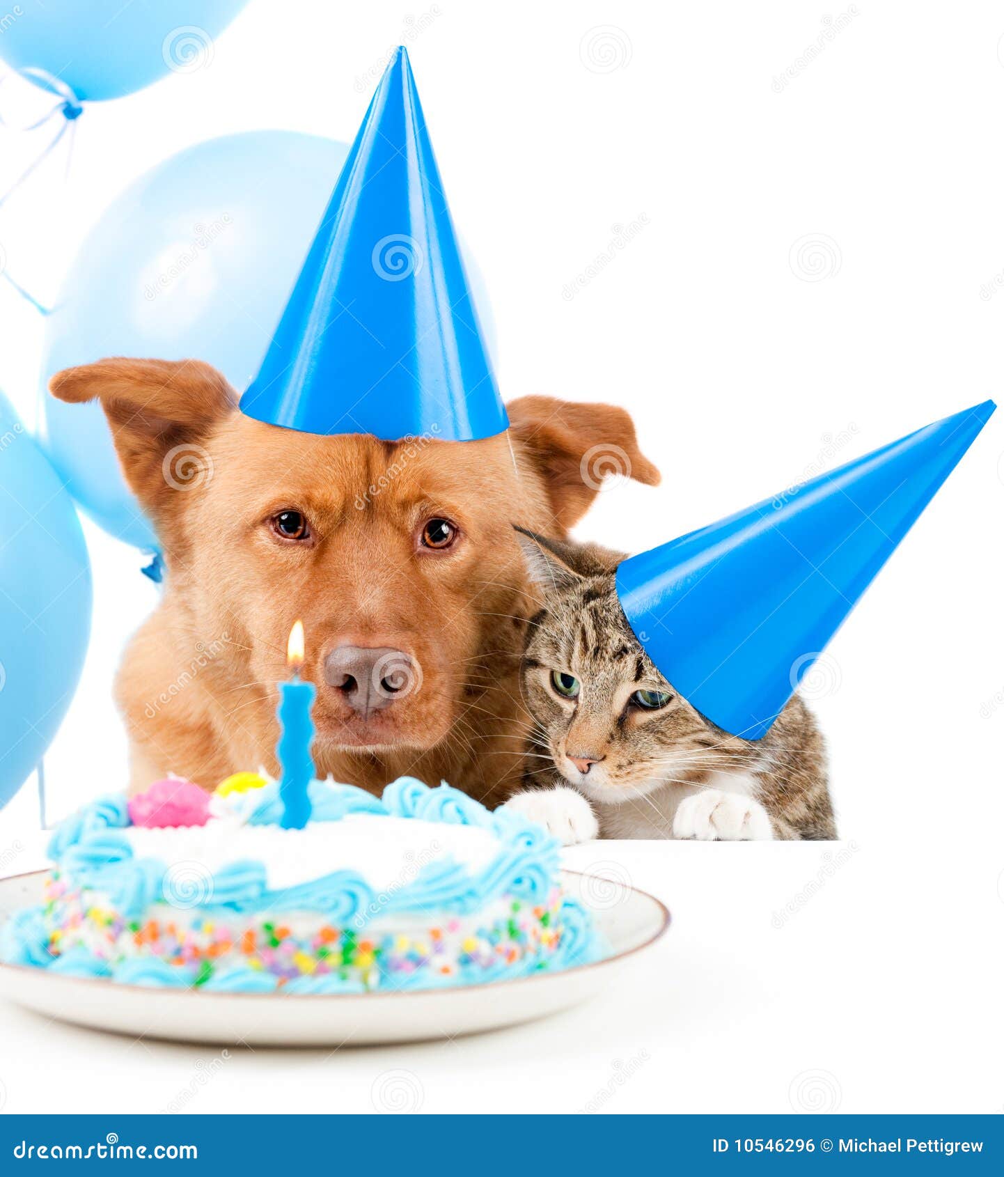 Pet Birthday Party Stock Photo Image Of Balloons Flame 10546296 pet-birthday-party-stock-photo-image-of-balloons-flame-10546296