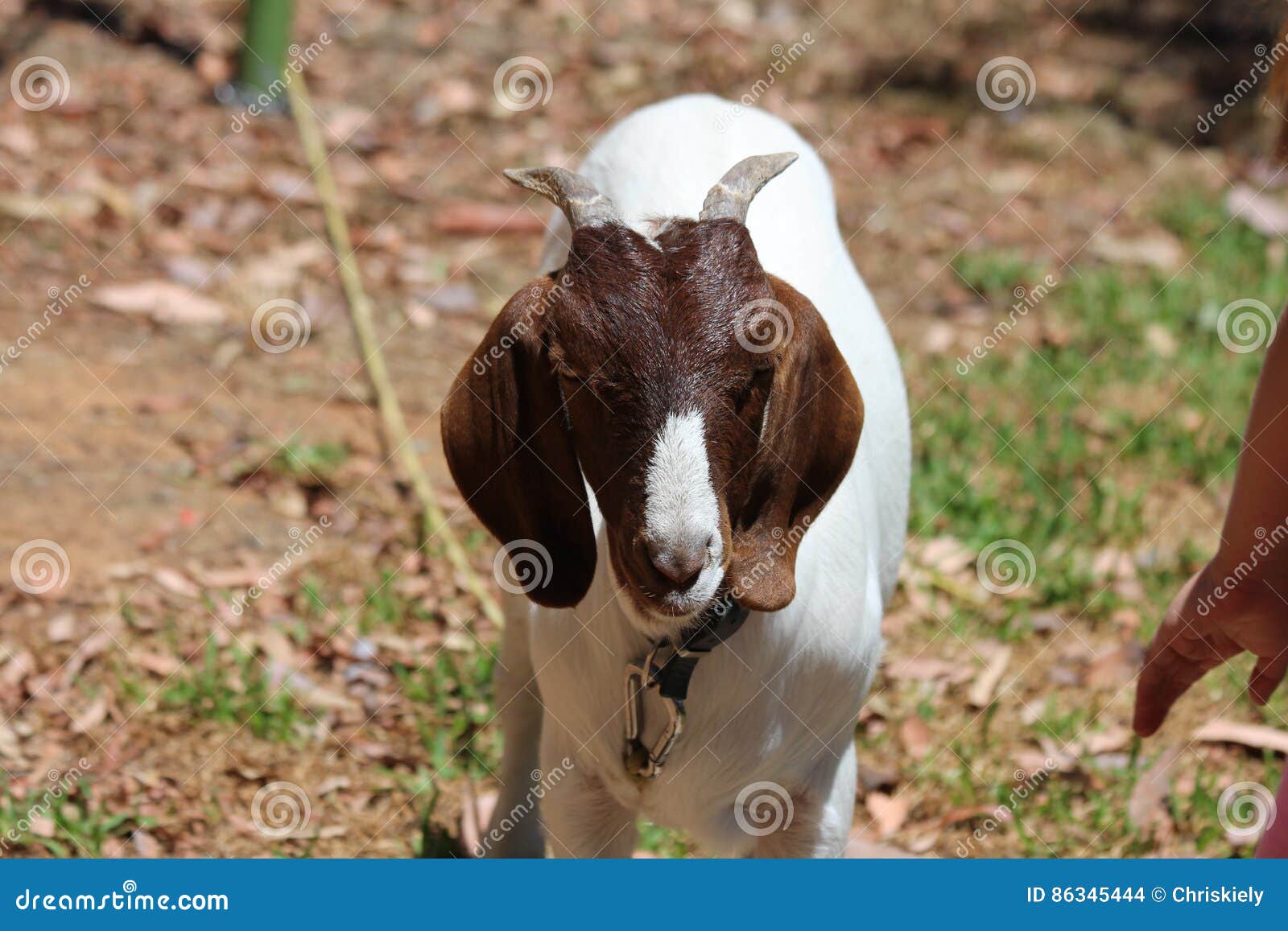 Pet Brown White Goat stock photo. Image of house, easy - 86345444