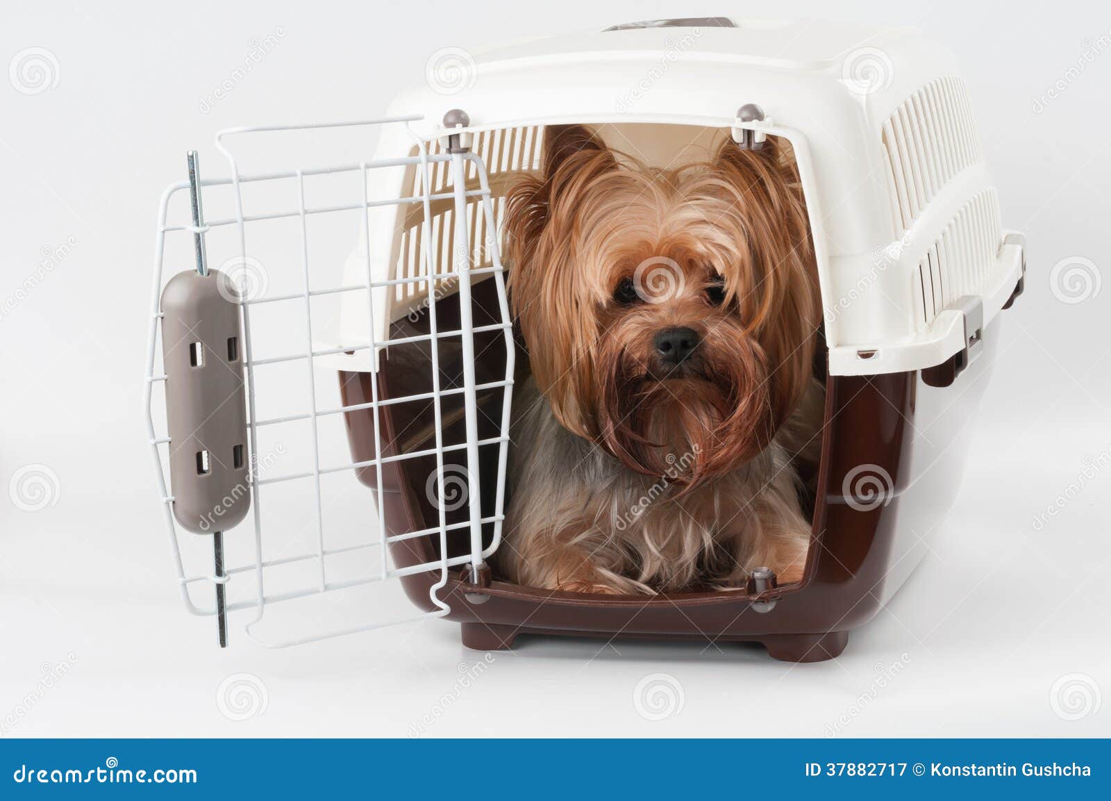 Dog Trap Royalty-Free Images, Stock Photos & Pictures