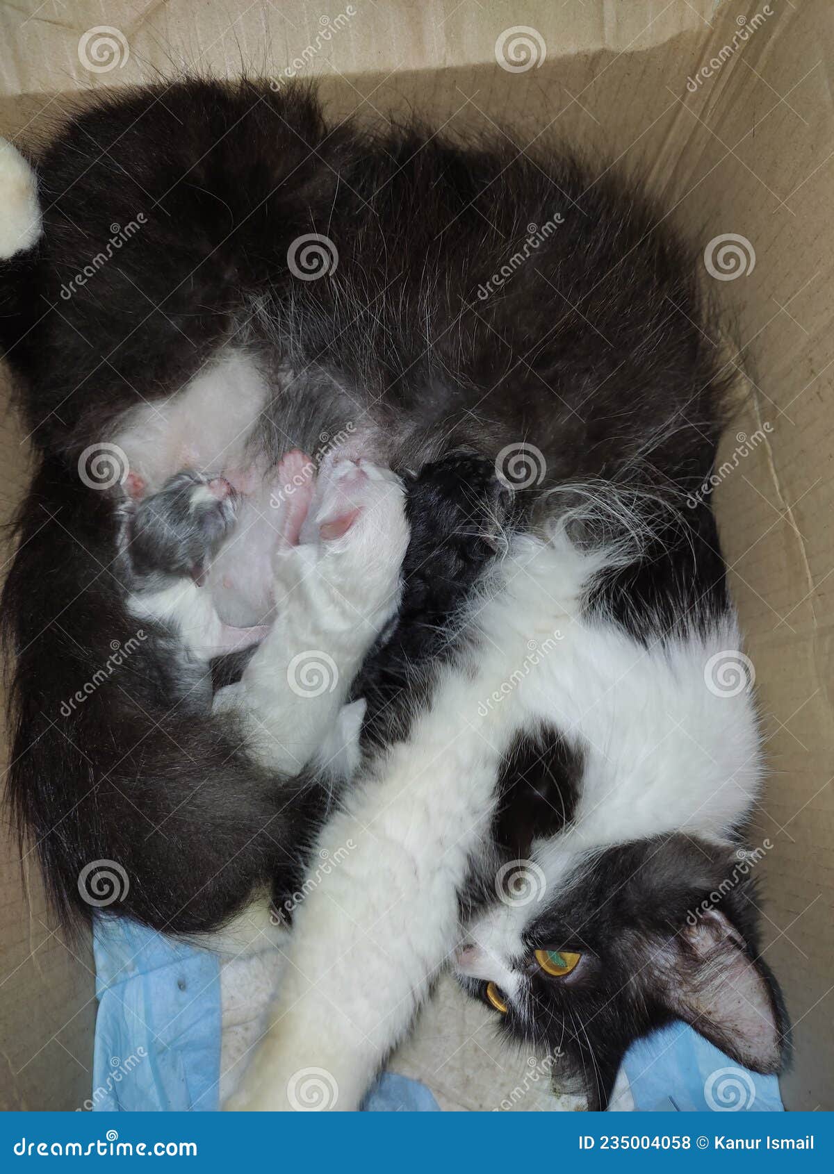 Pet Cat is Breastfeeding Her Kittens Stock Photo Image of animal