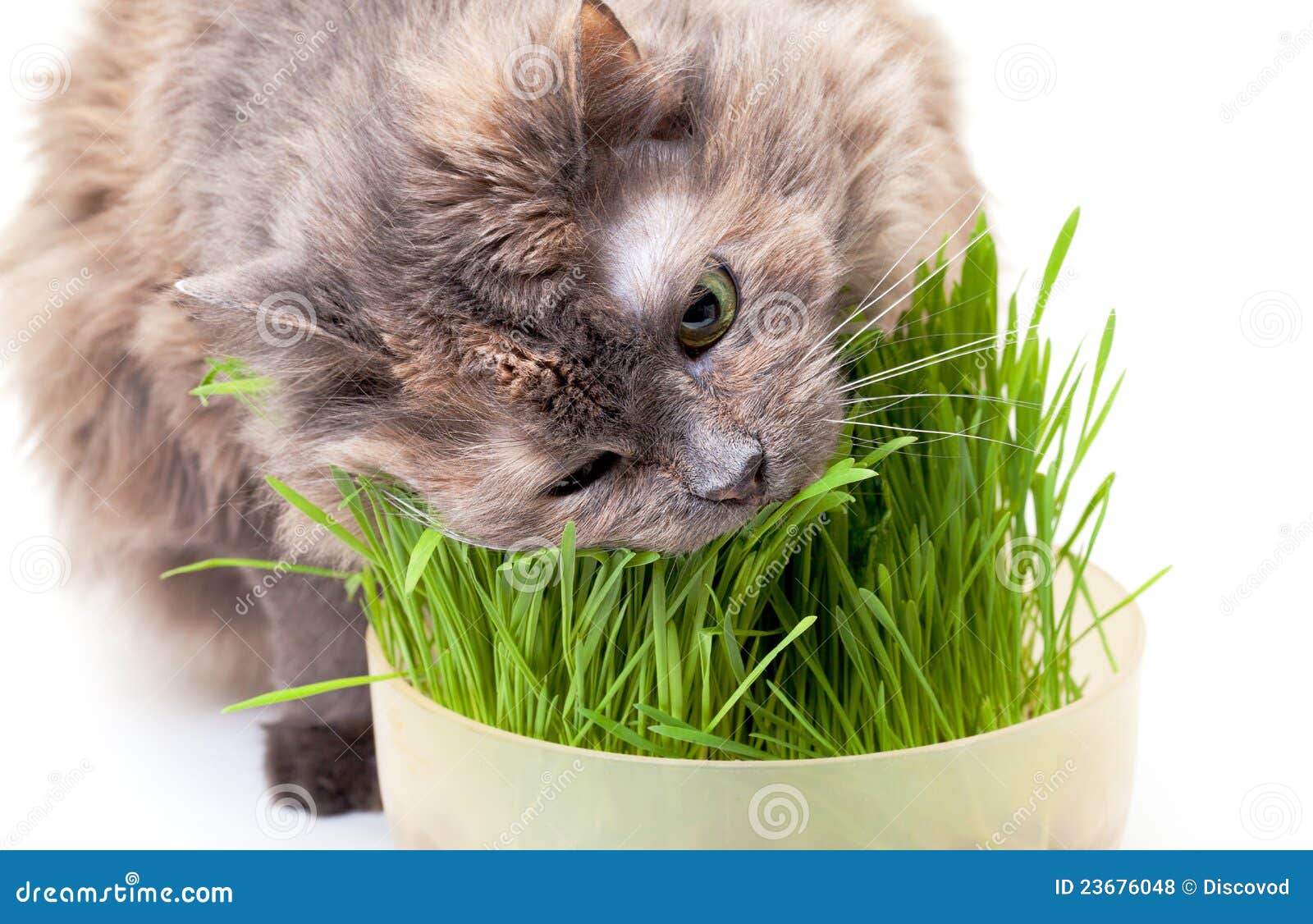 A Pet Cat Eating Fresh Grass Stock Photo Image of vitamins, closeup