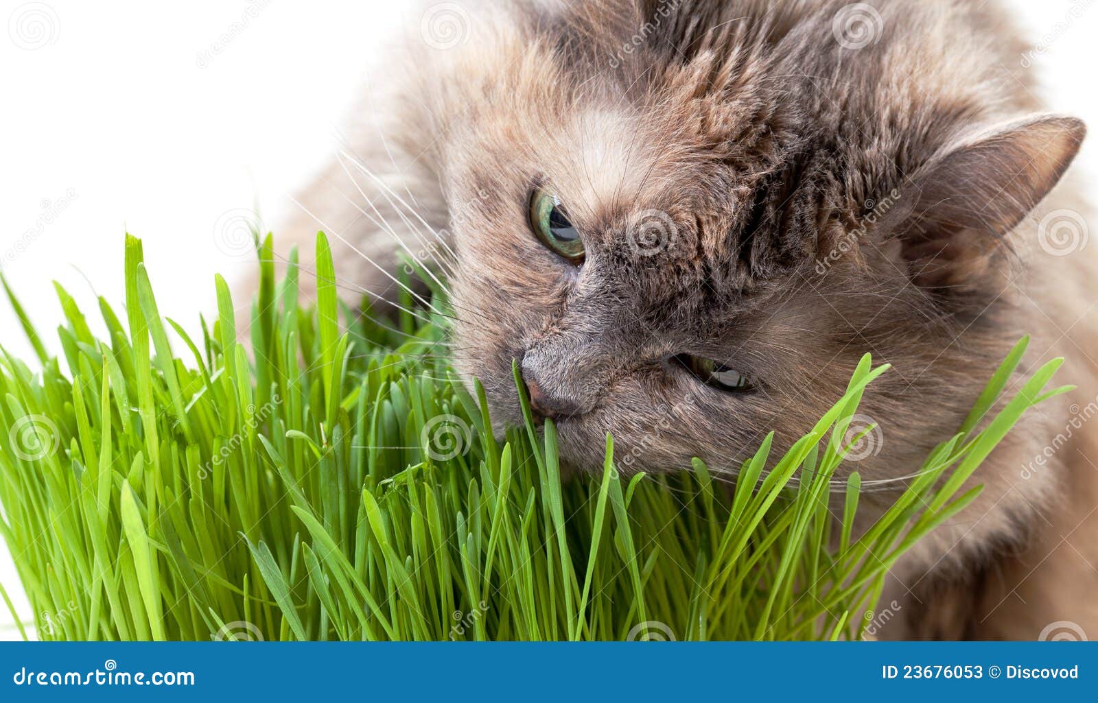 A Pet Cat Eating Fresh Grass Stock Image Image of tongue, grass 23676053