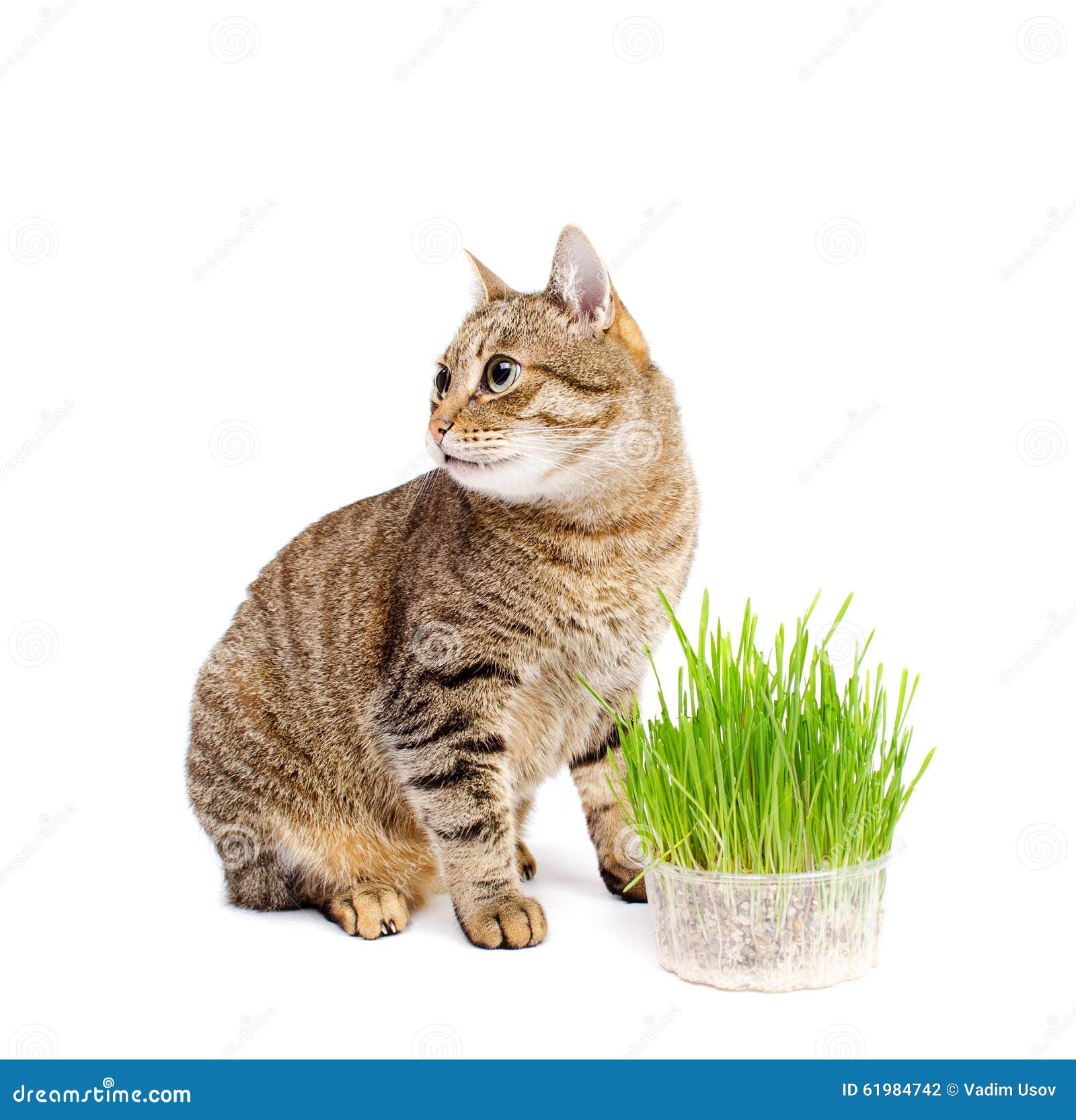 The Pet Cat Eating Fresh Grass Stock Photo Image of tongue, food