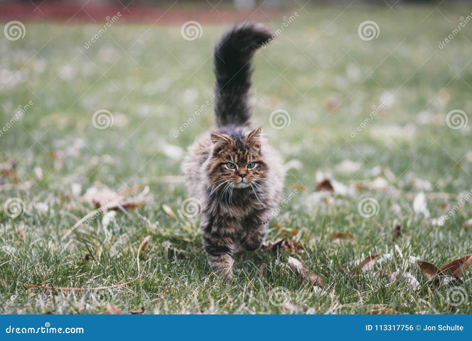 A pet cat kitten outside stock photo. Image of animal 113317756