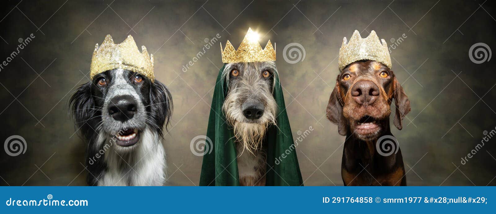 pet crown. three dogs celebrating the three wise men from the birth of christ.  on plain background