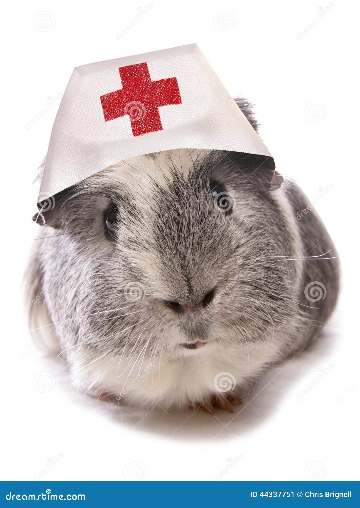 guinea pig doctors