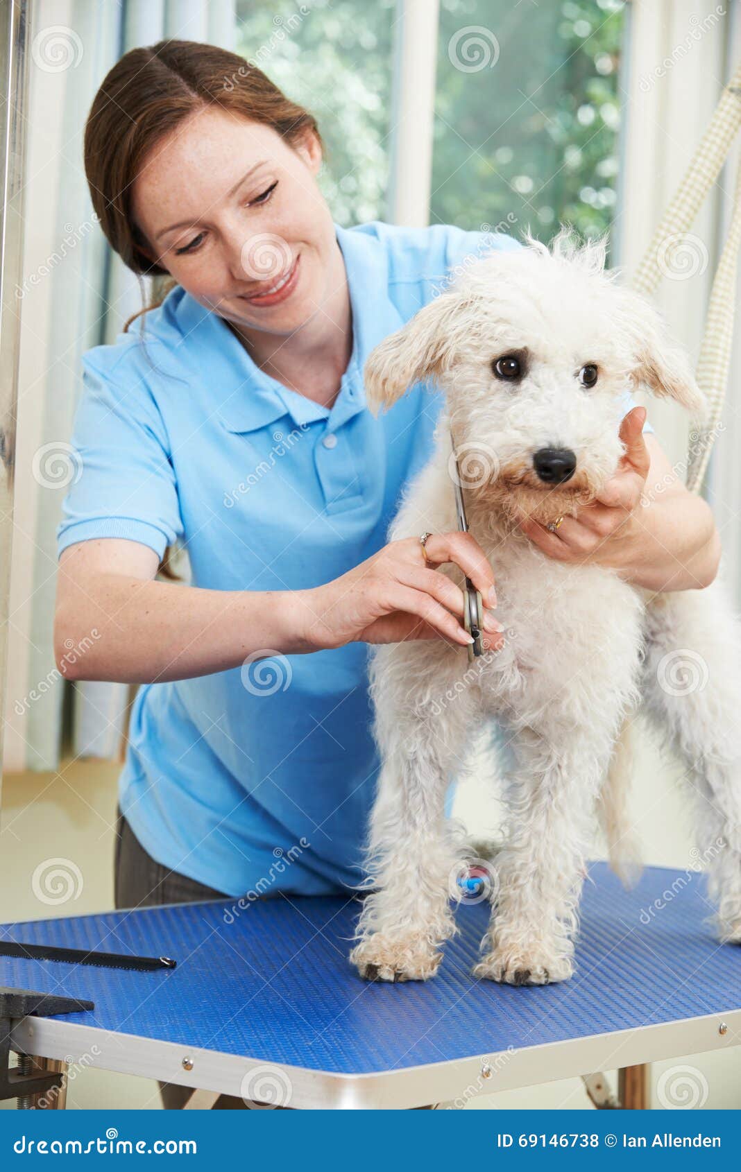 pet dog being professionally groomed in salon