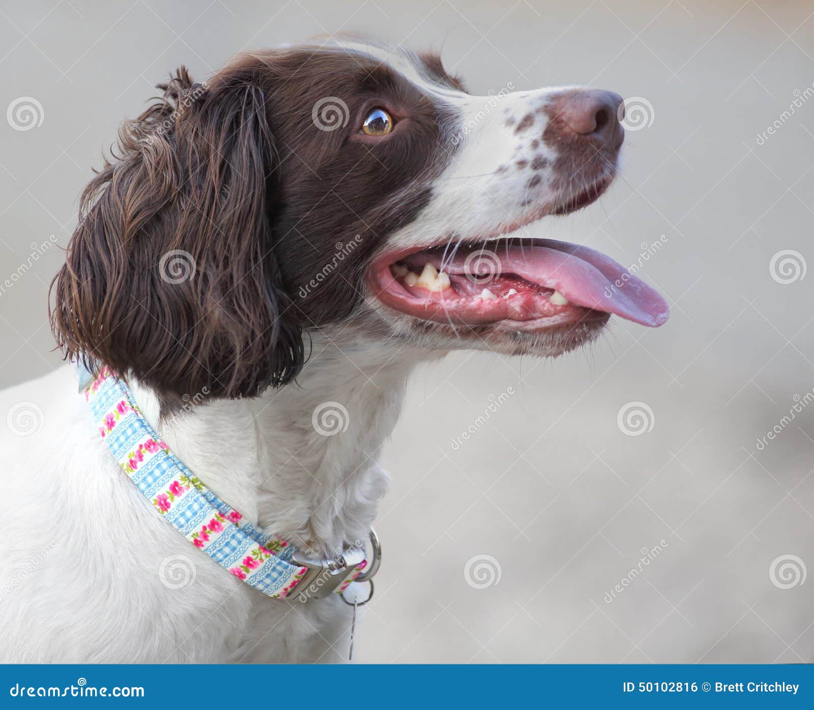 pet dog with new collar